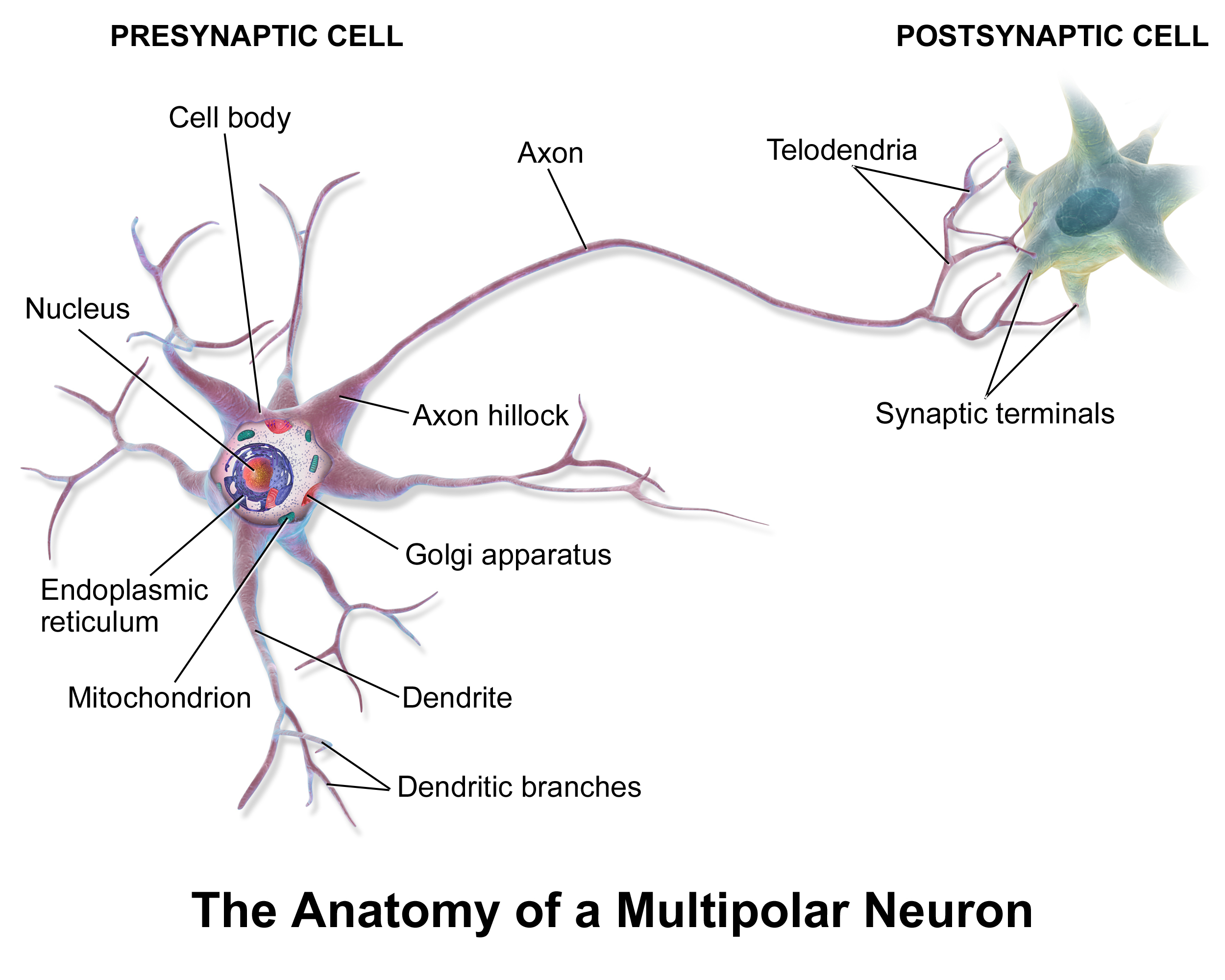 Diagram Of A Neuron Neurons Where Does Their Electricity Come From