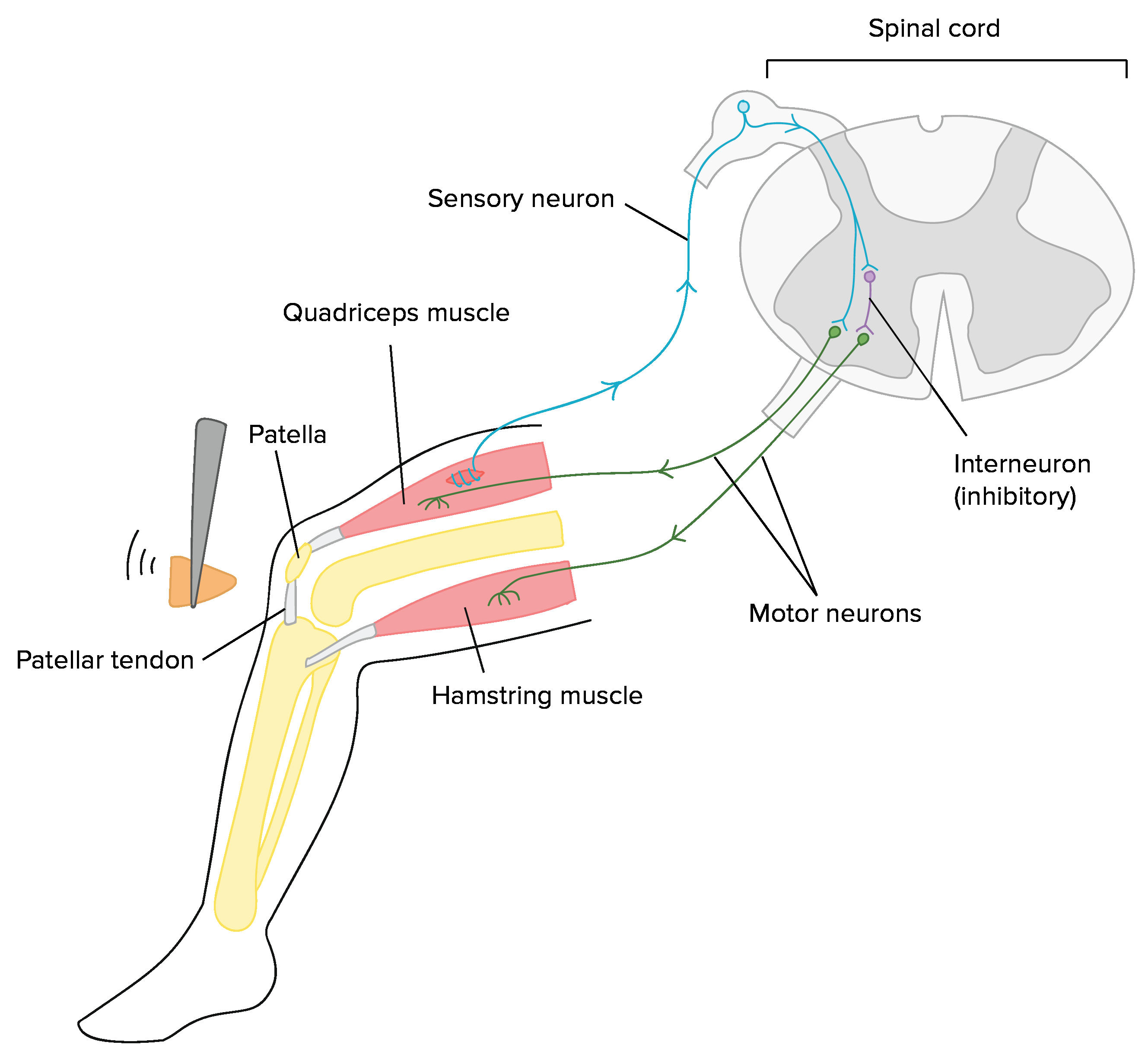 Diagram Of A Neuron Overview Of Neuron Structure And Function Article Khan Academy