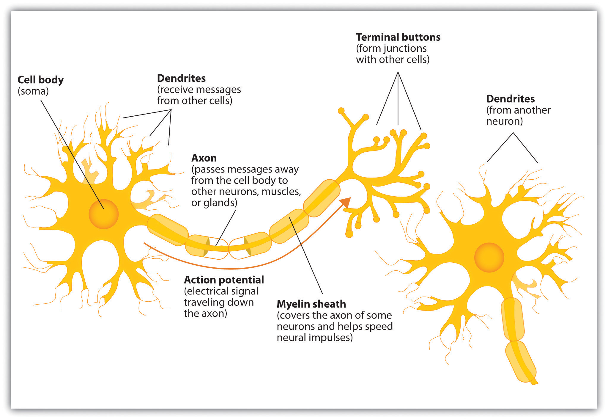 Diagram Of A Neuron The Neuron Is The Building Block Of The Nervous System