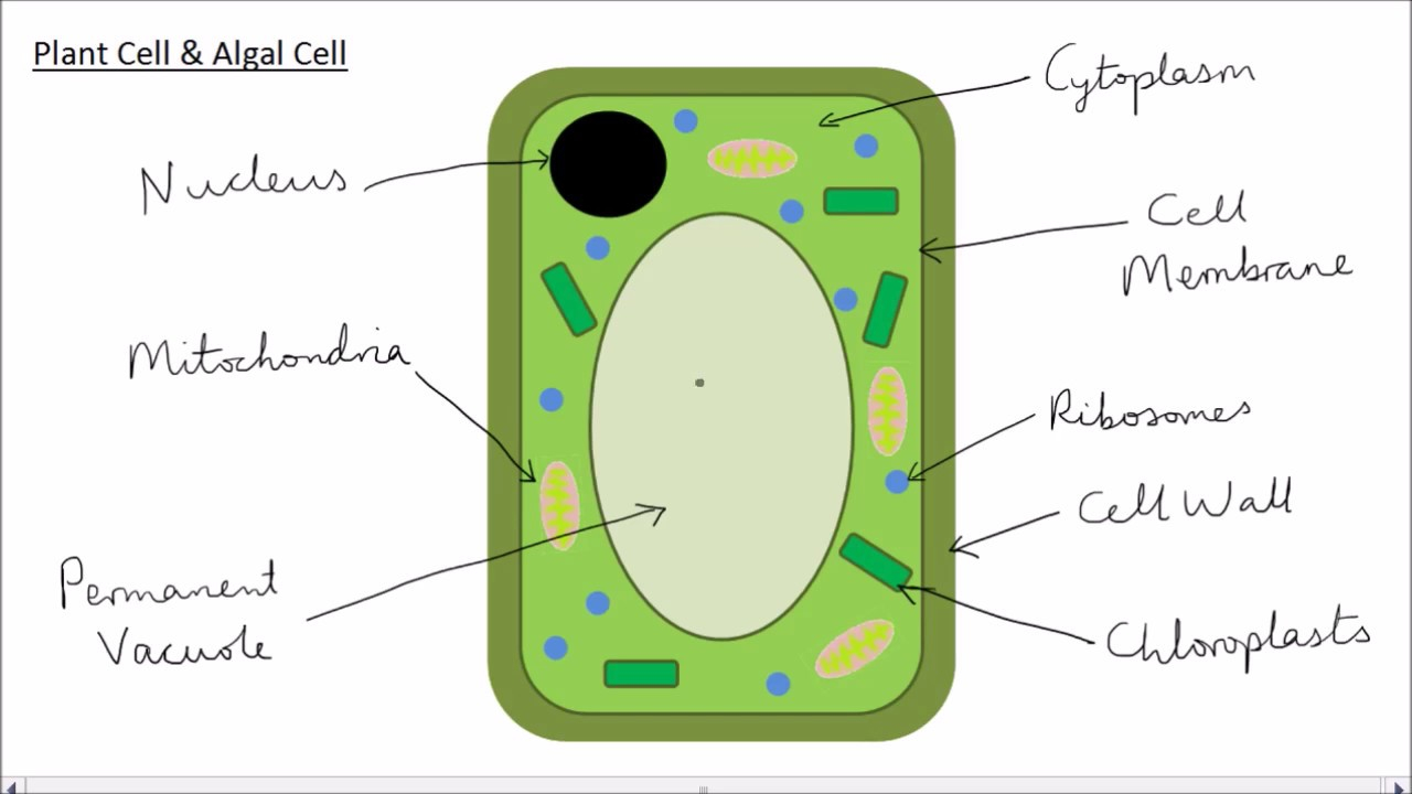 Diagram Of A Plant Cell Animal Plant Cells Gcse Science Biology Get To Know Science