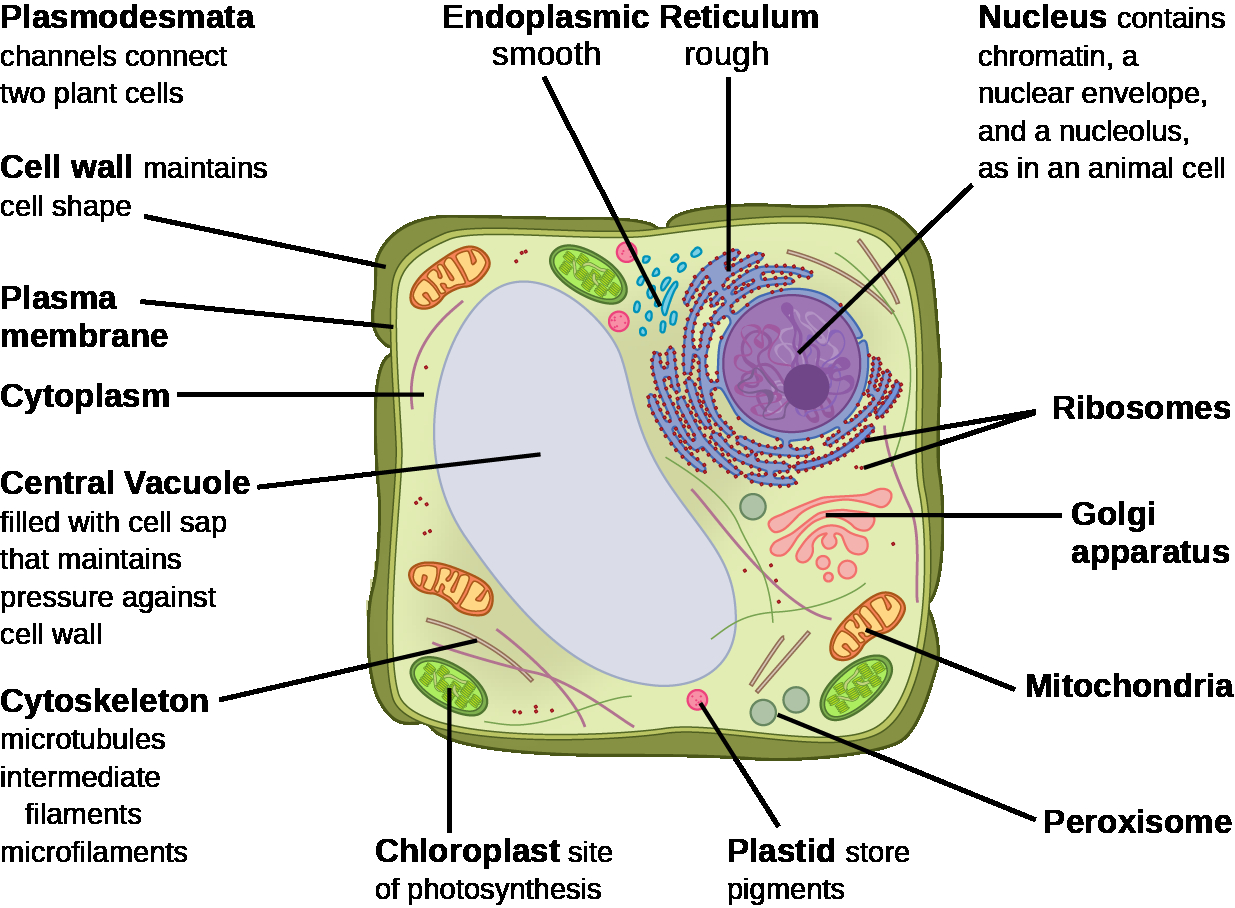 Diagram Of A Plant Cell Eukaryotic Plant Cell Diagram Diagram Of A Eukaryotic Cell Home