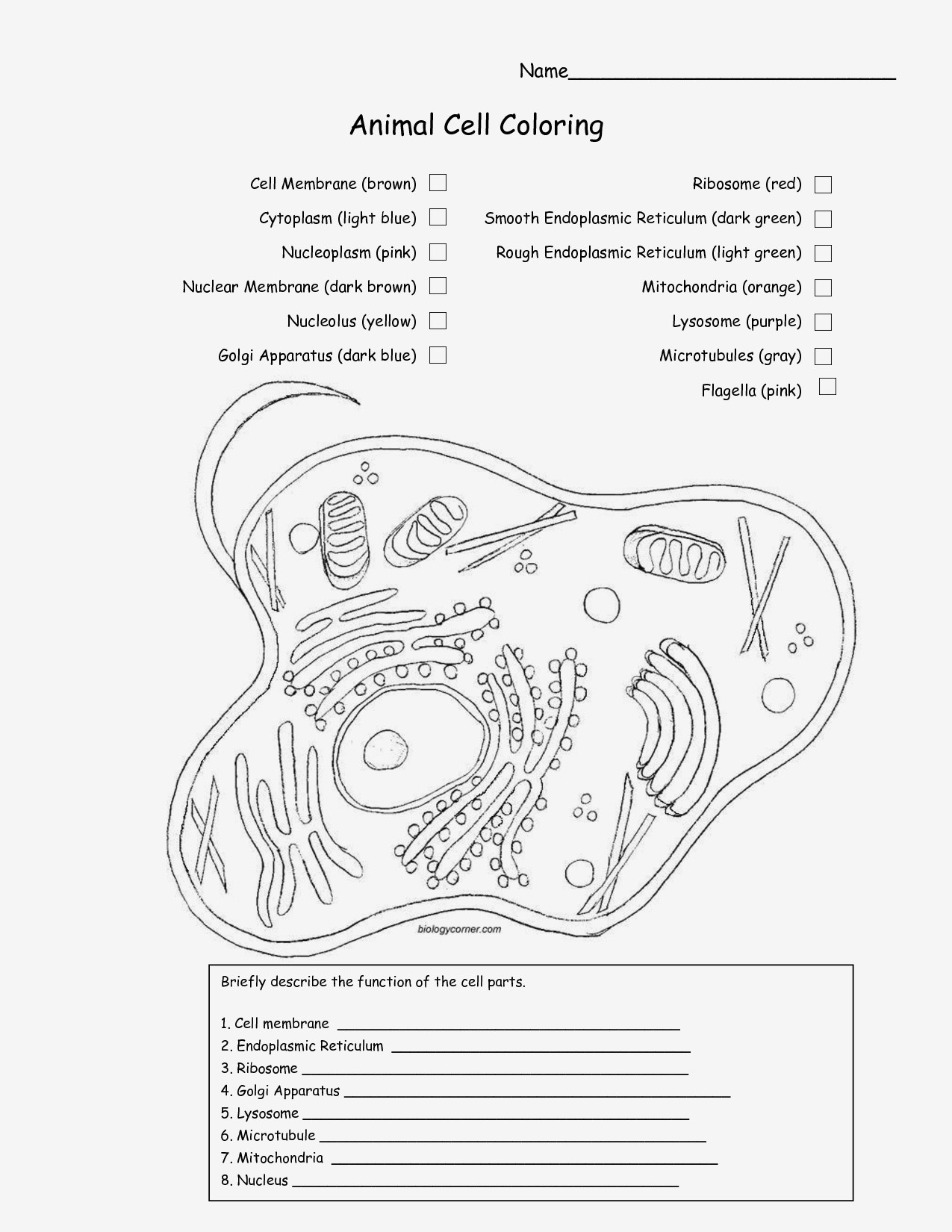Diagram Of A Plant Cell Key Diagram New Plant Diagram Labeled Luxury Coloring Activity Plant