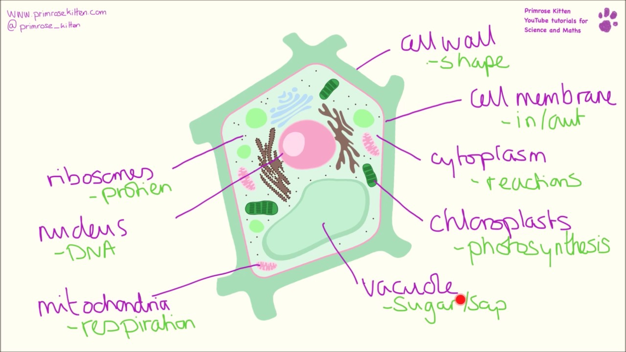 Diagram Of A Plant Cell Labeled Diagram Of The Plant Cell And Functions Of Its Organelles
