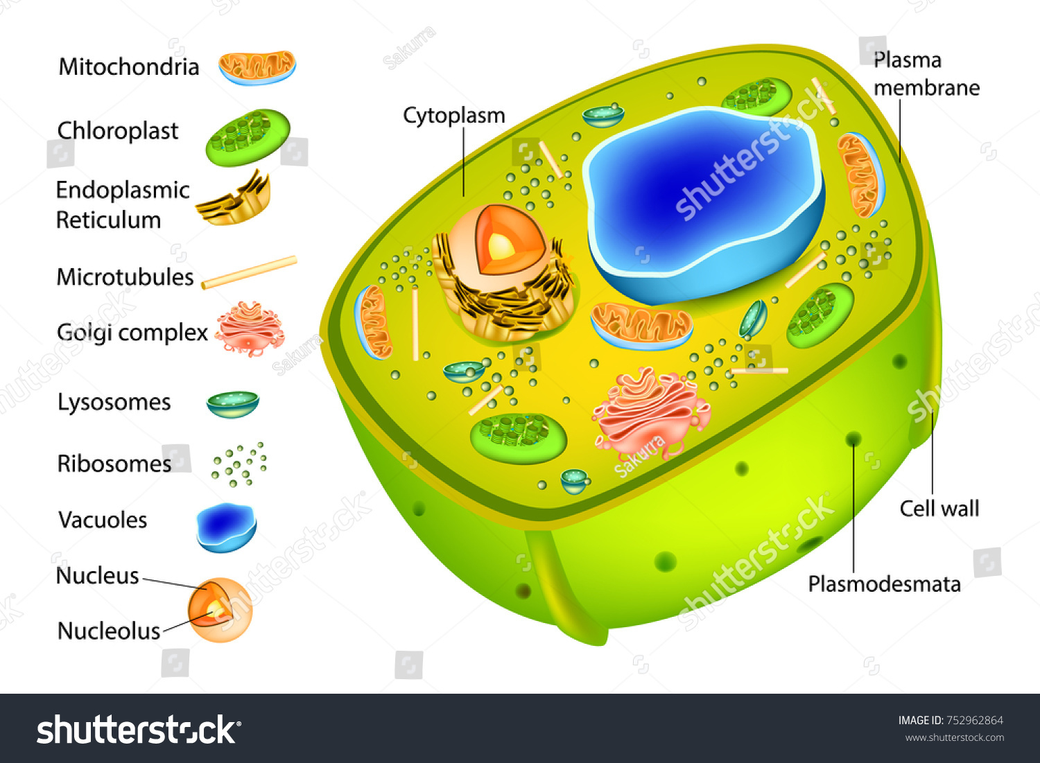 Diagram Of A Plant Cell Plant Cell Diagram The Best Worksheets Image Collection Download