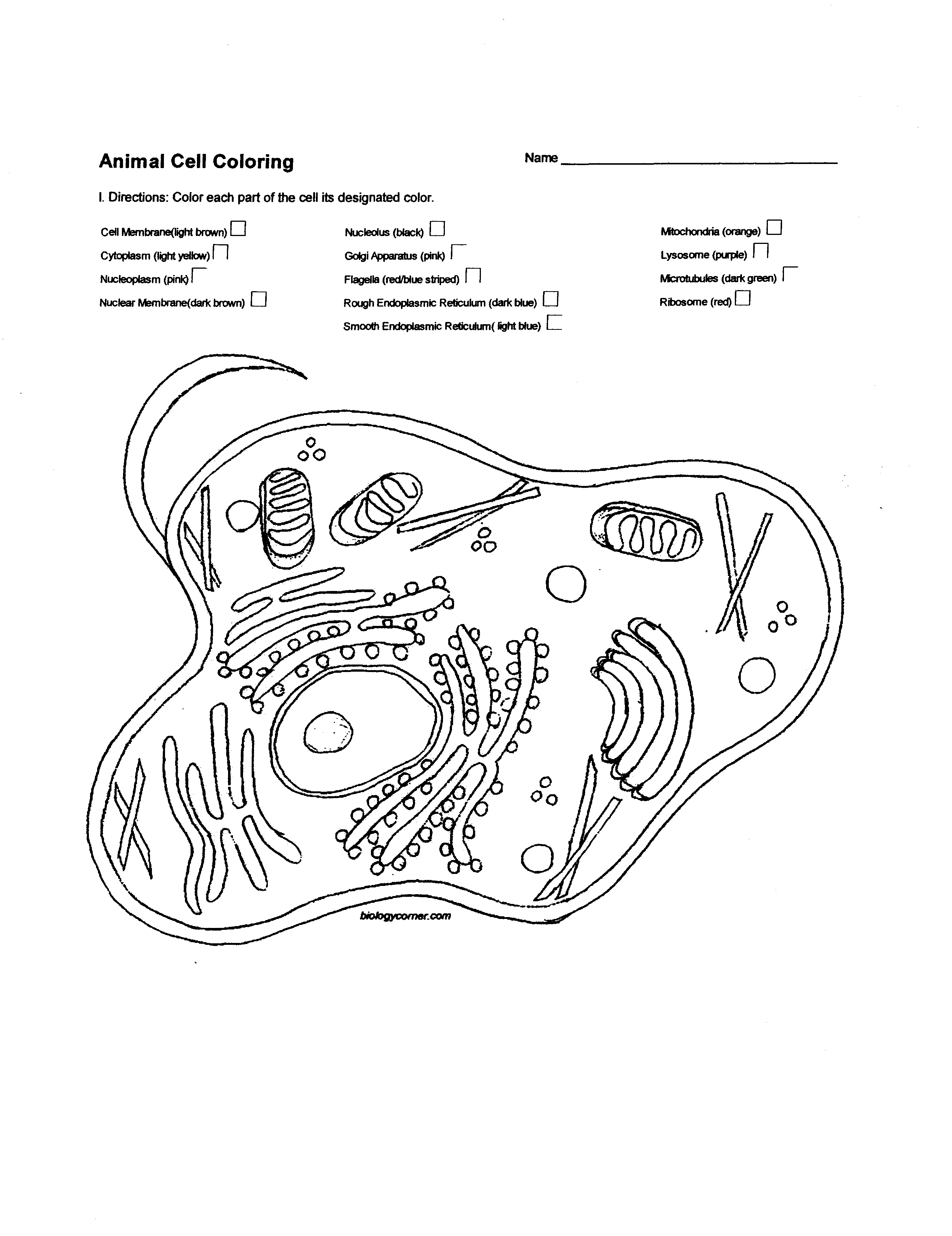Diagram Of A Plant Cell Plant Cell Drawing At Getdrawings Free For Personal Use Plant