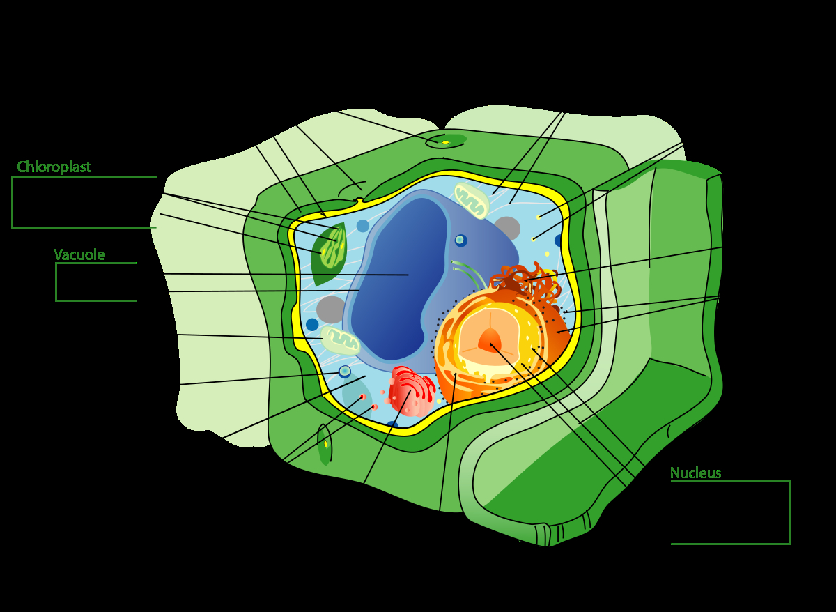 Diagram Of A Plant Cell Plant Cell Wikipedia