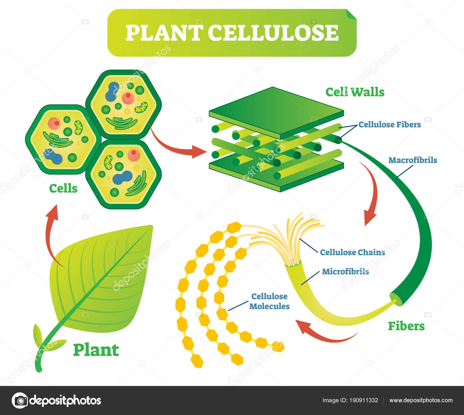 Diagram Of A Plant Cell Plant Cellulose Biology Vector Illustration Diagram Stock Vector