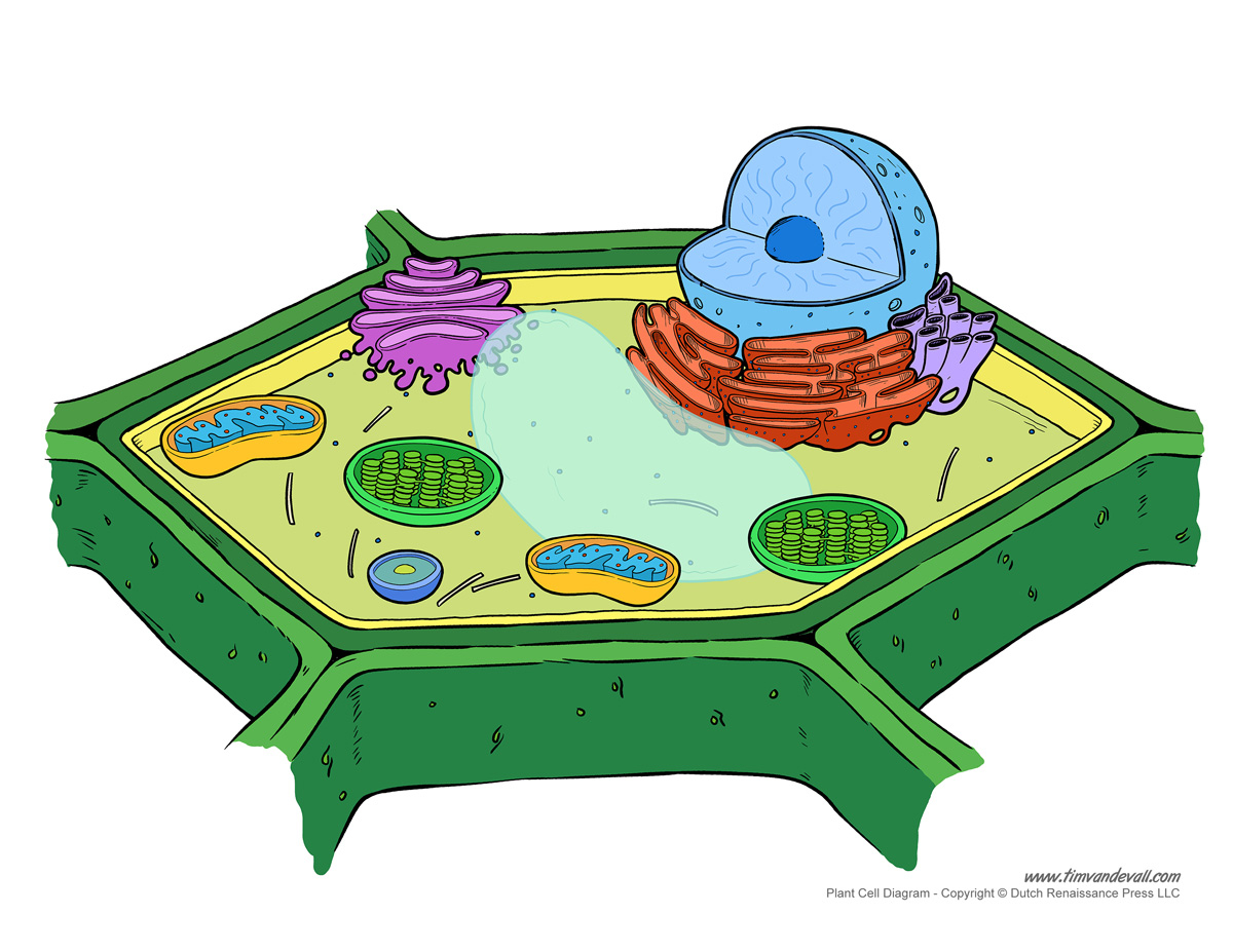 Diagram Of A Plant Cell Printable Plant Cell Diagram Labeled Unlabeled And Blank
