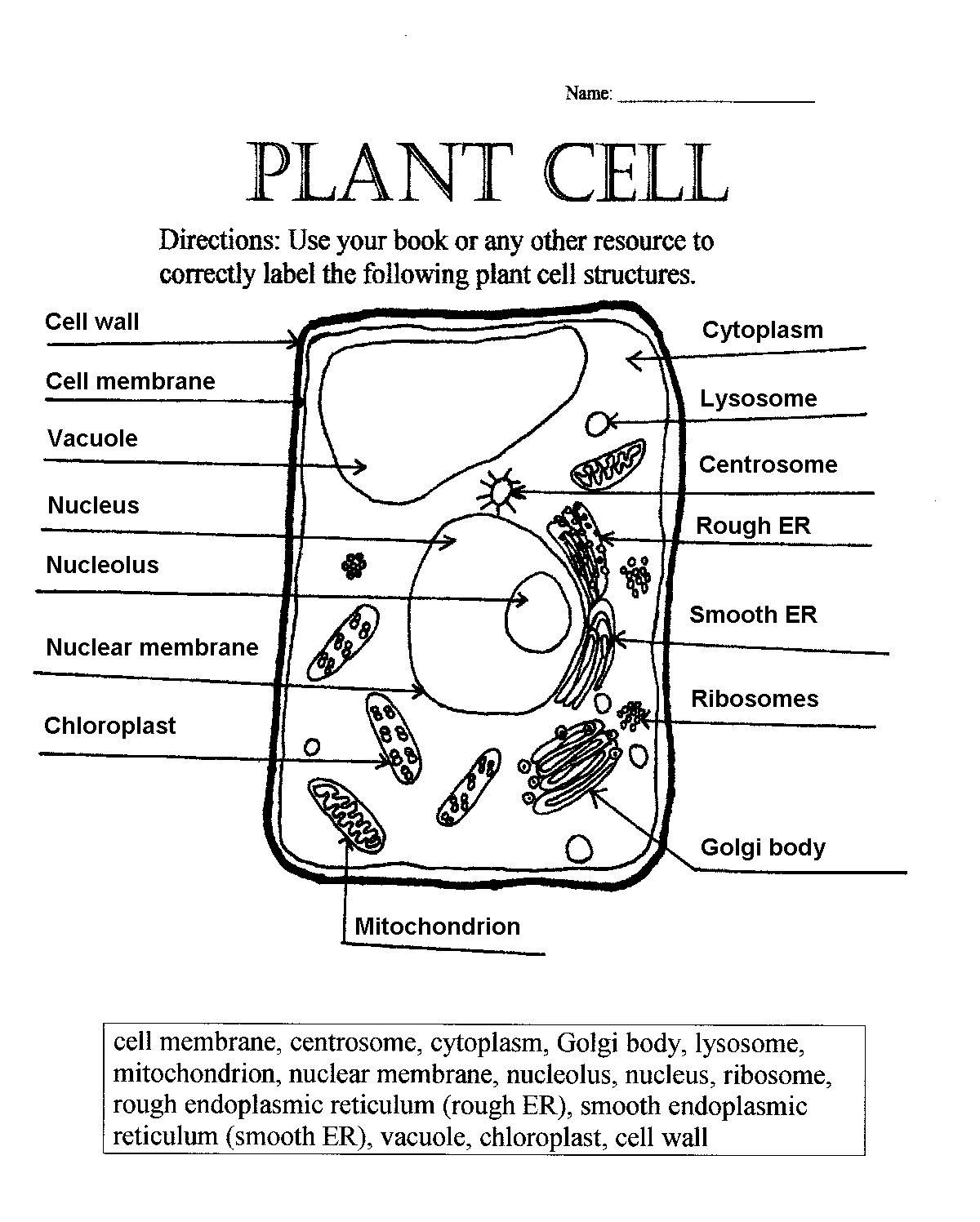 Diagram Of A Plant Cell Simple Plant Cell Drawing At Paintingvalley Explore Collection