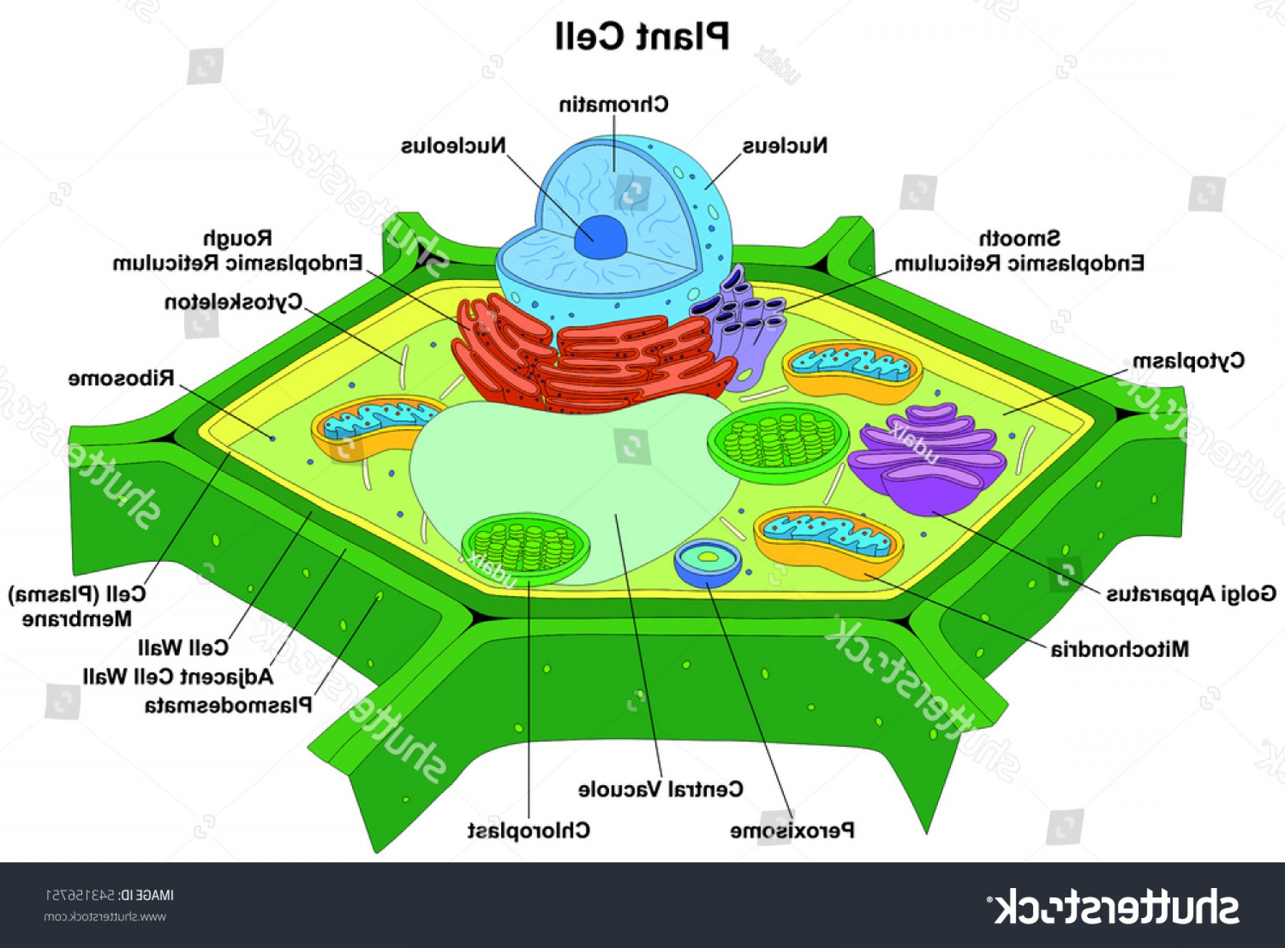 Diagram Of A Plant Cell Vector Plant Cell Anatomy Diagram Structure Catchsplace