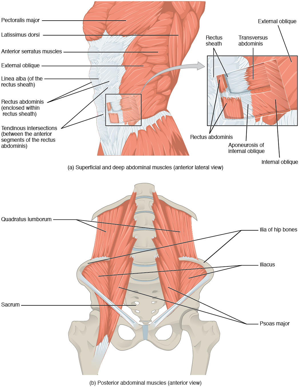 Diagram Of Abdominal Organs 114 Axial Muscles Of The Abdominal Wall And Thorax Anatomy And