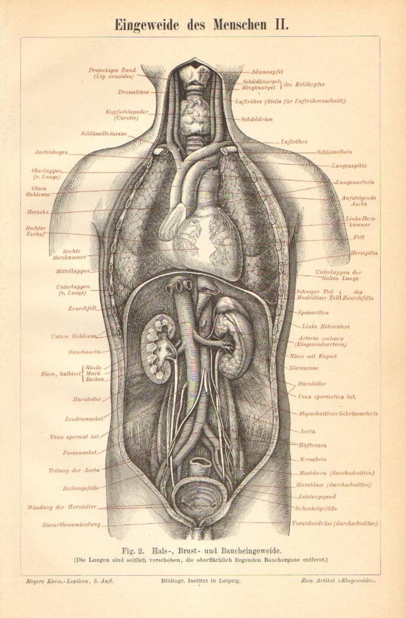Diagram Of Abdominal Organs 1894 Thoracic And Abdominal Organs Original Antique Engraving