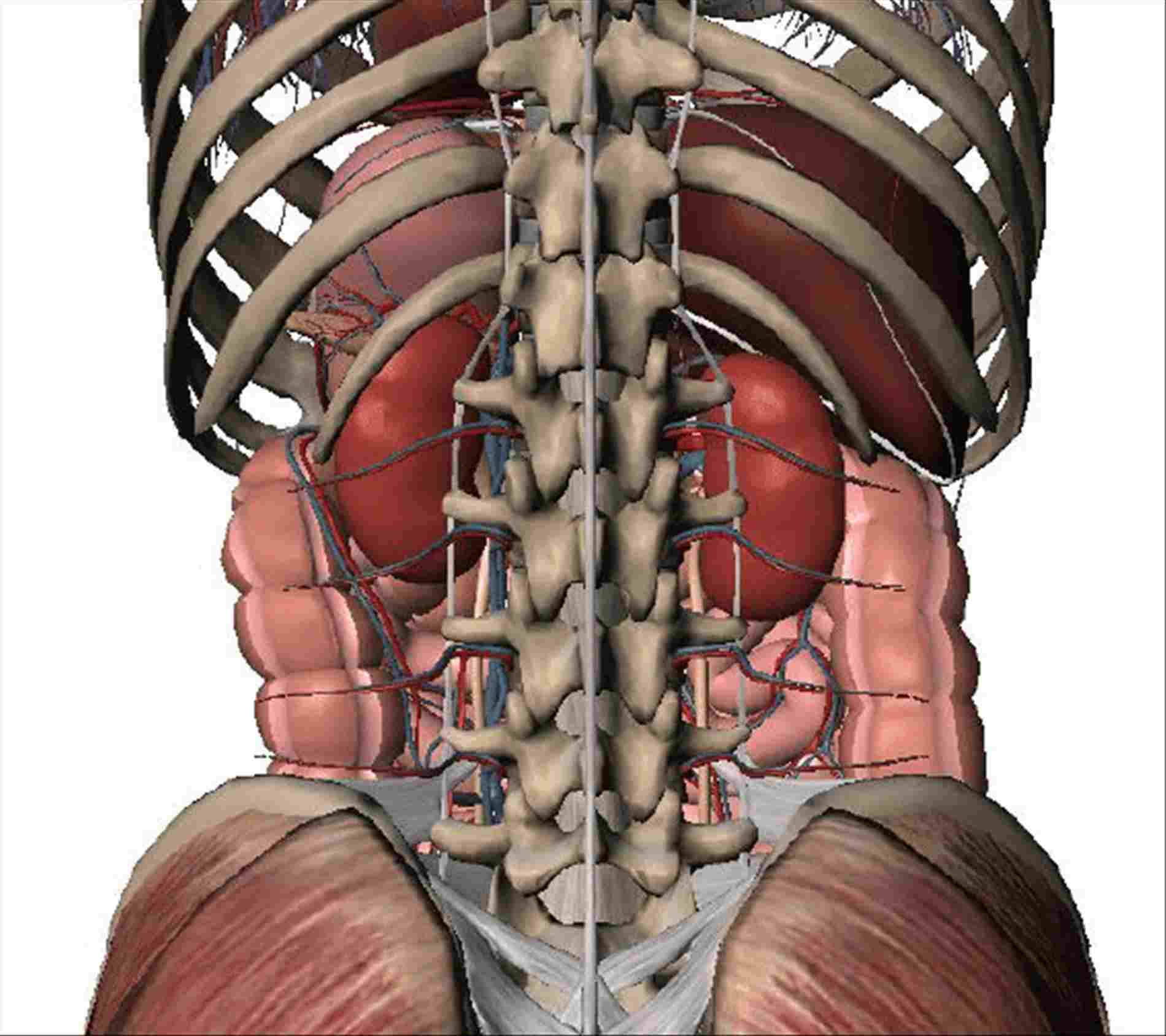 Diagram Of Abdominal Organs Abdominal Cavity Organs Diagram Diagram Of Anatomy