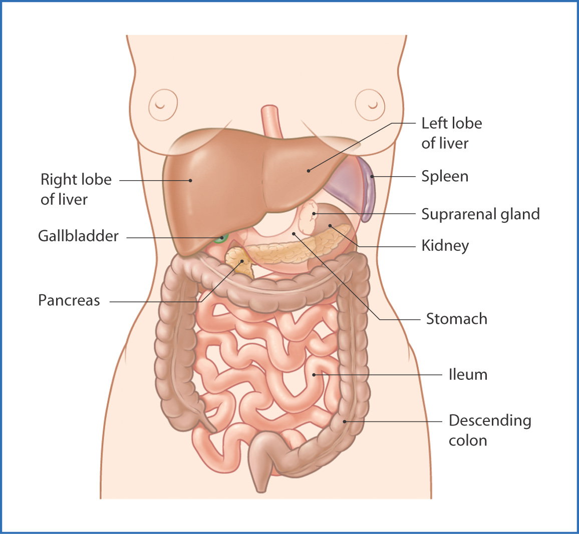 Diagram Of Abdominal Organs Abdominal Organs Basicmedical Key