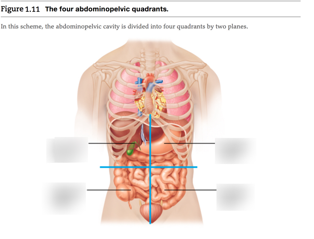 Diagram Of Abdominal Organs Abdominal Quadrants And Their Organs Diagram Quizlet