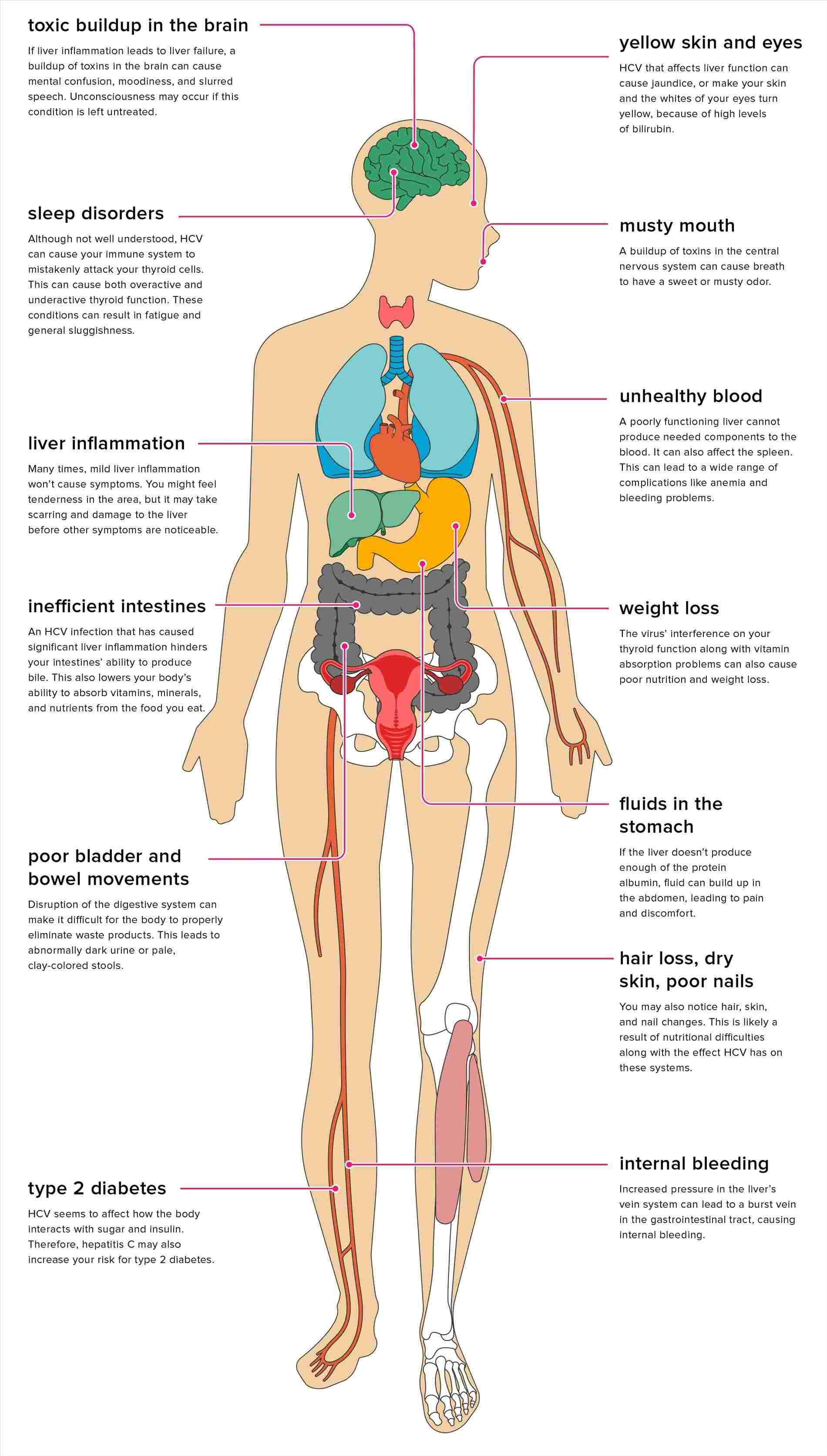 Diagram Of Abdominal Organs Abdominal Regions With Organs Diagram Of Anatomy