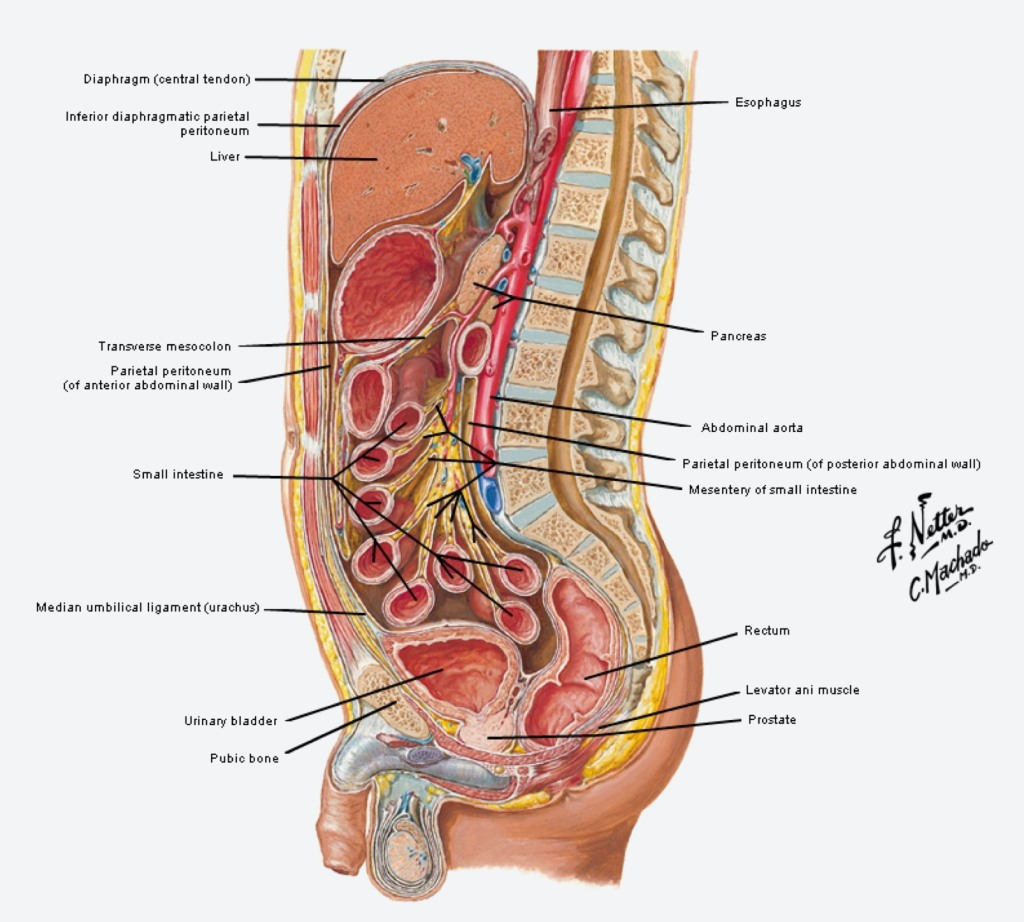 Diagram Of Abdominal Organs Anatomy Abdomen Organs Human Anatomy Diagram For Picture Of