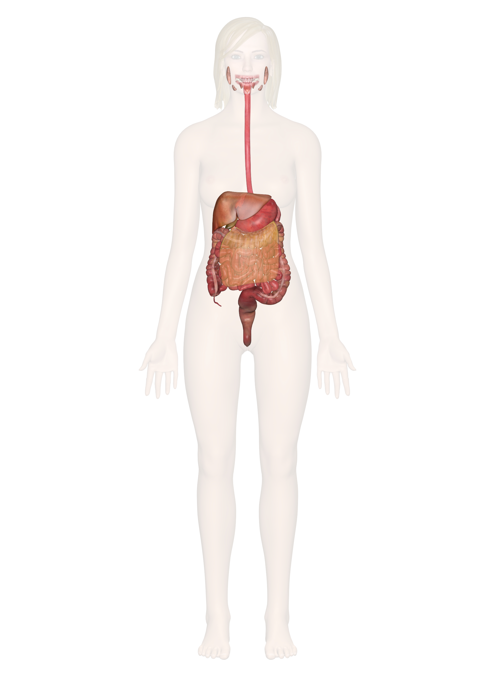Diagram Of Abdominal Organs Digestive System Everything You Need To Know Including Pictures