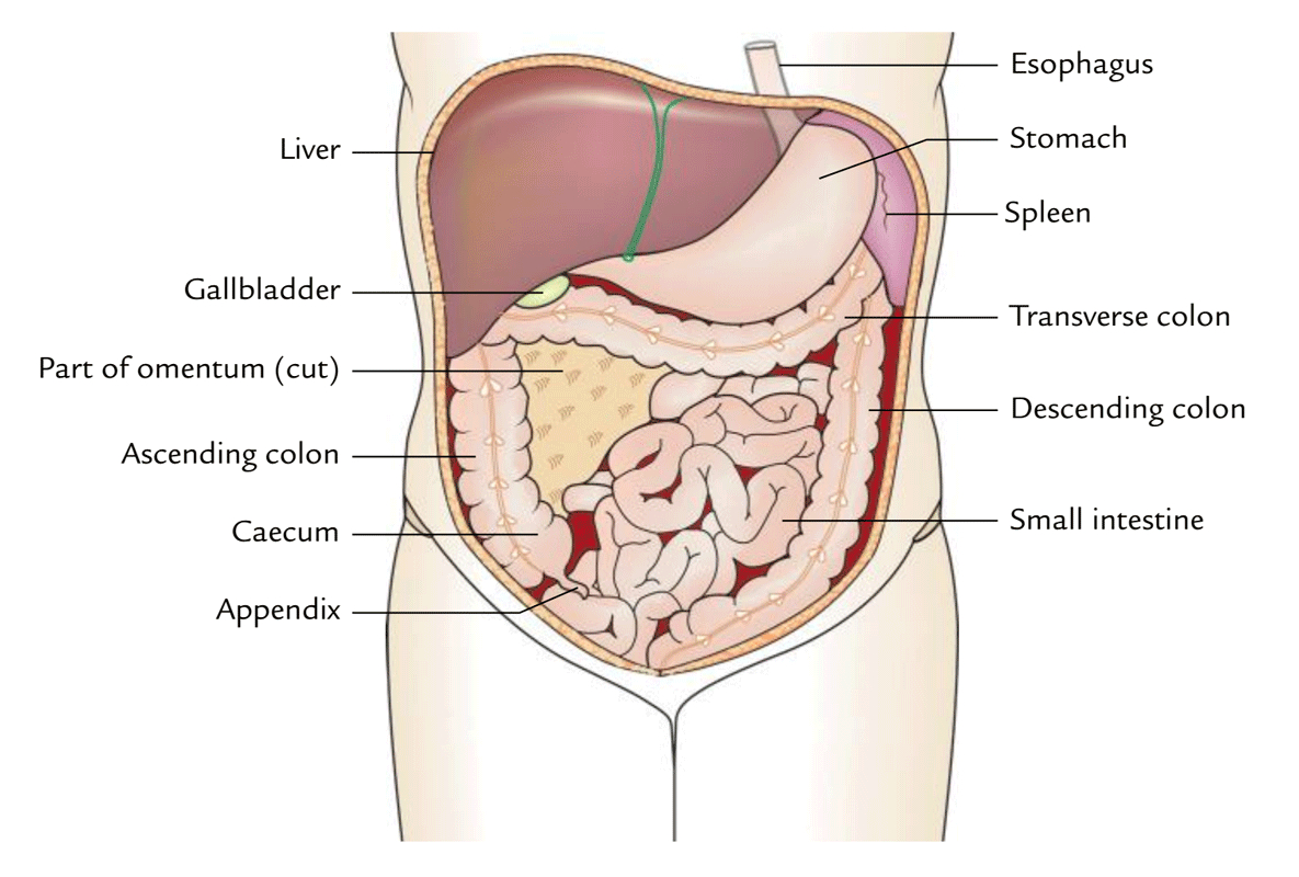 Diagram Of Abdominal Organs Easy Notes On Abdominal Cavitylearn In Just 3 Minutes Earths Lab