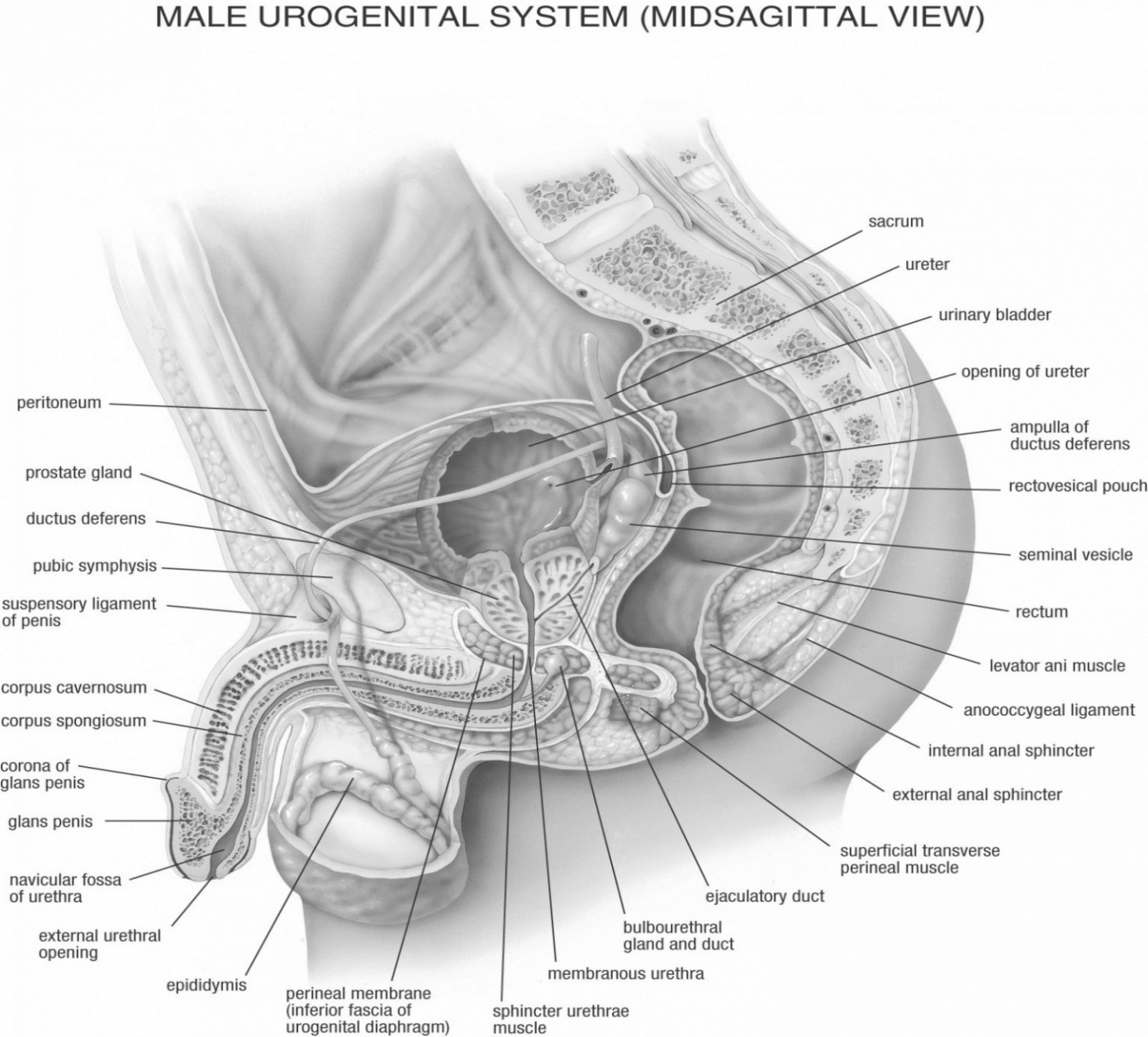 Diagram Of Abdominal Organs Female Organs Pictures Steven Hill