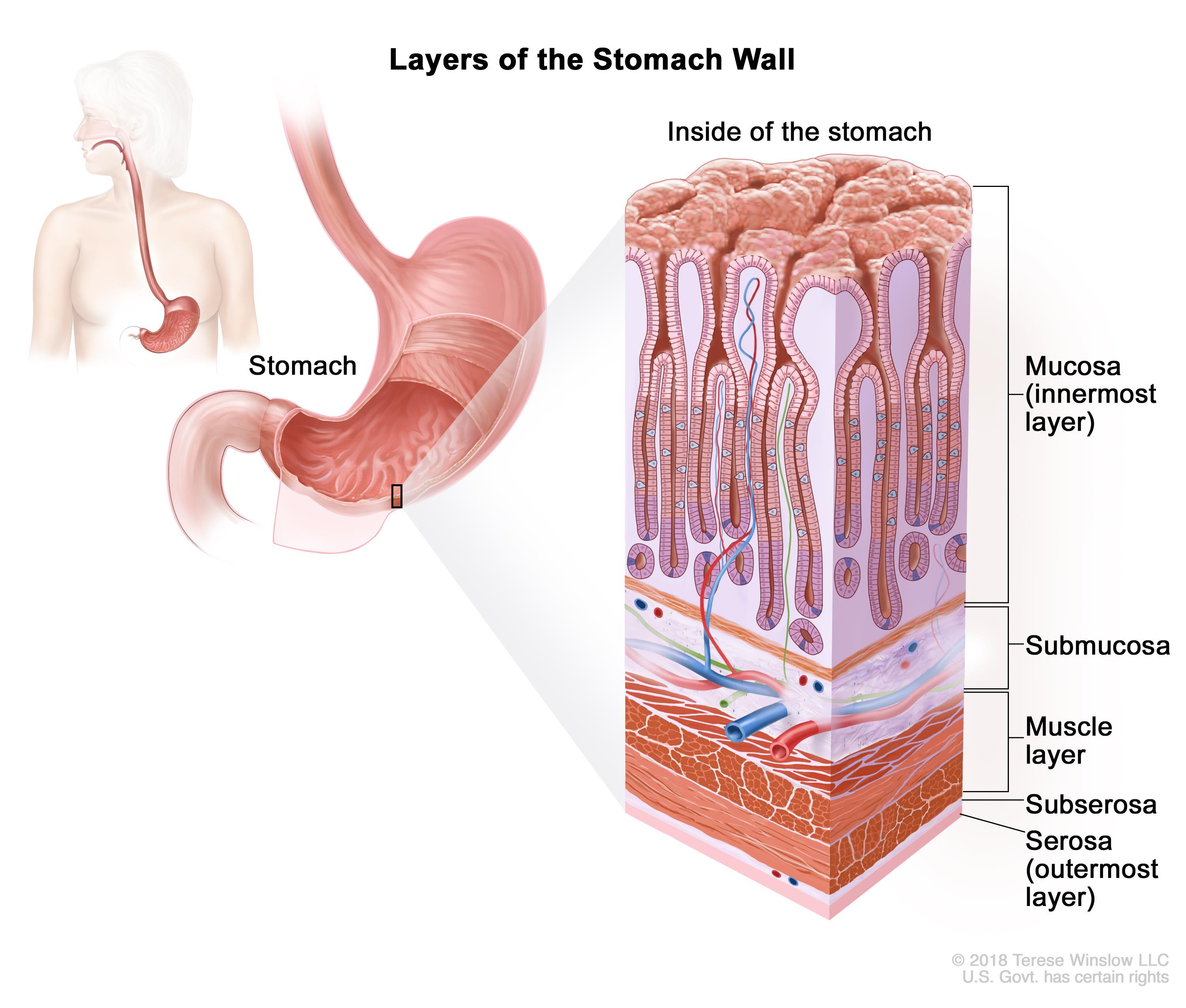 Diagram Of Abdominal Organs General Surgery Stomach Gastric Cancer