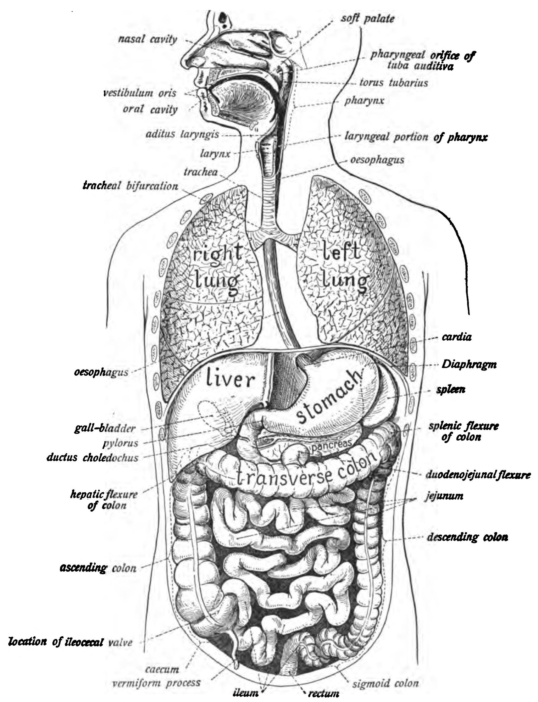 Diagram Of Abdominal Organs Human Digestive System Wikipedia