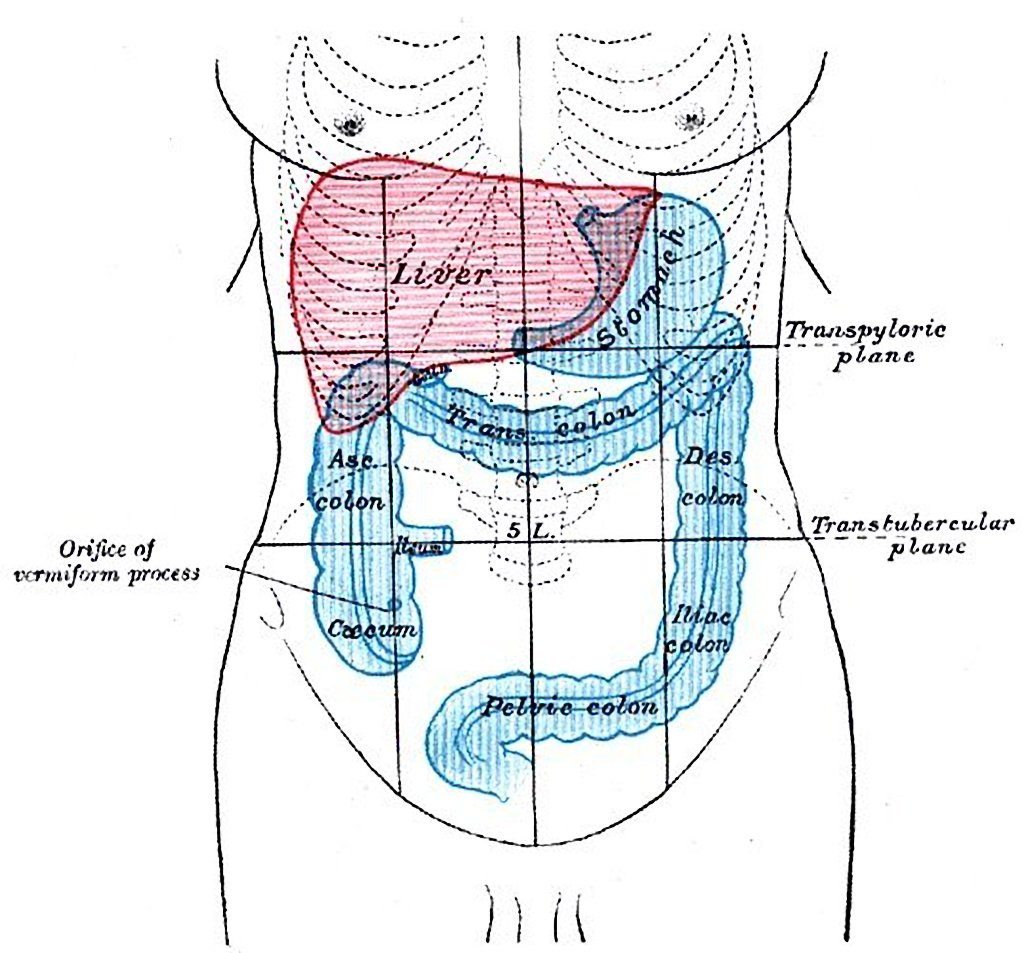 Diagram Of Abdominal Organs Intra Abdominal Organs Radiology Case Radiopaedia