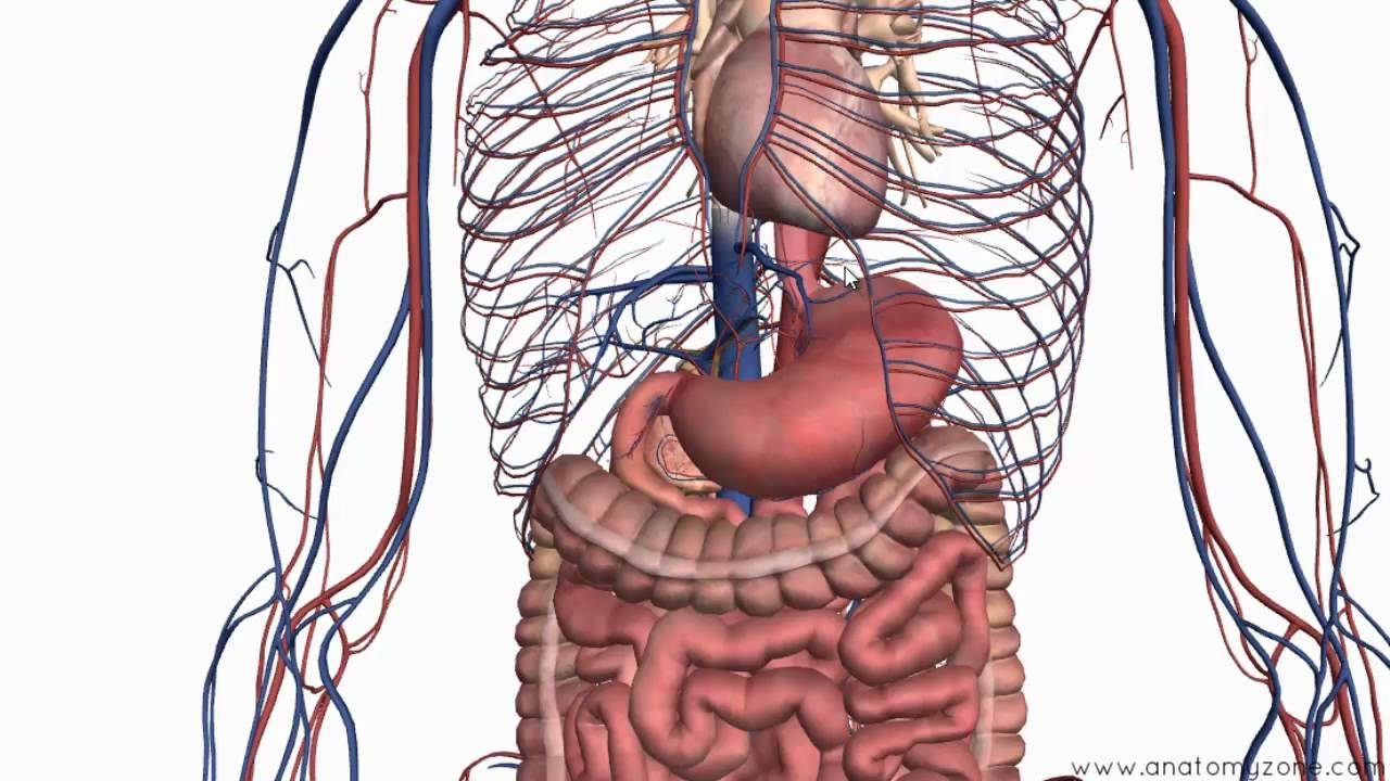 Diagram Of Abdominal Organs Introduction To The Digestive System Part 2 Oesophagus And Stomach 3d Anatomy Tutorial