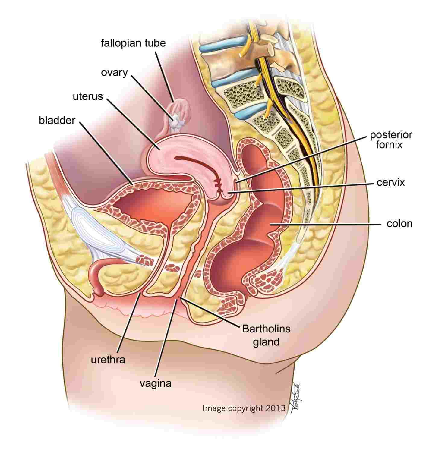 Diagram Of Abdominal Organs Organs Real View Female Rhshutterstockcom Royalty Womans Abdomen