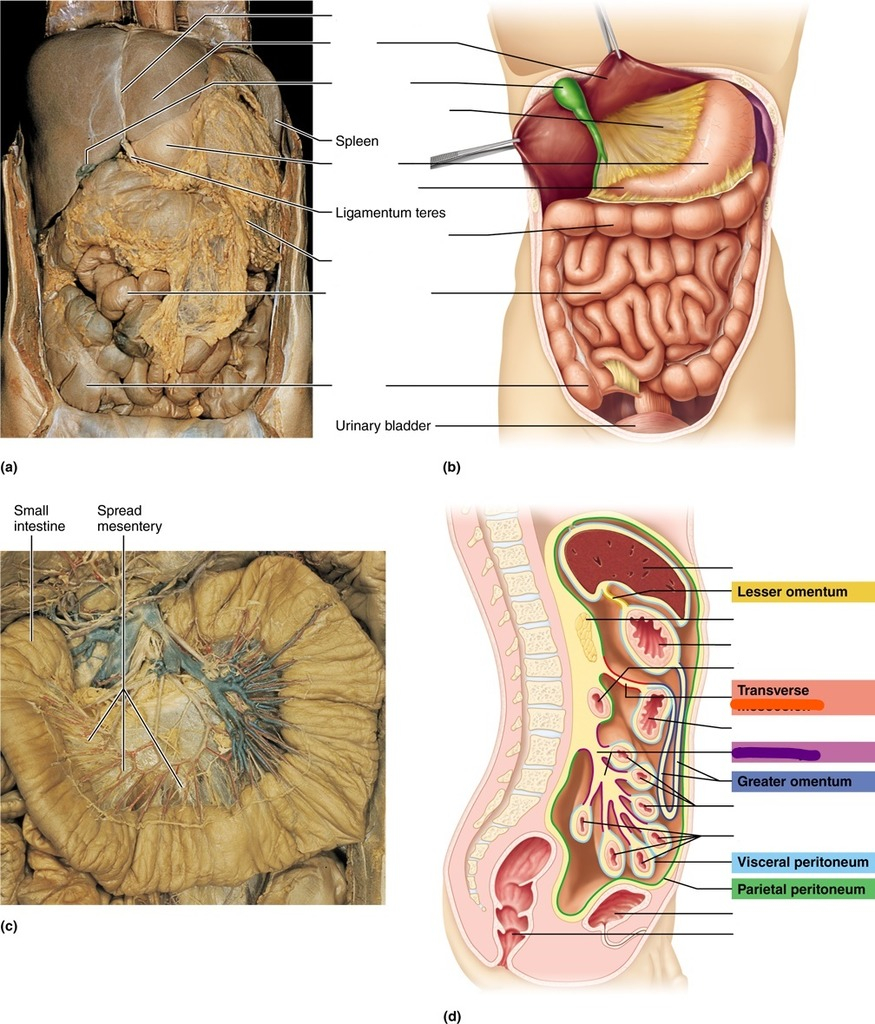 Diagram Of Abdominal Organs Peritoneal Attachments Of The Abdominal Organs Diagram Quizlet