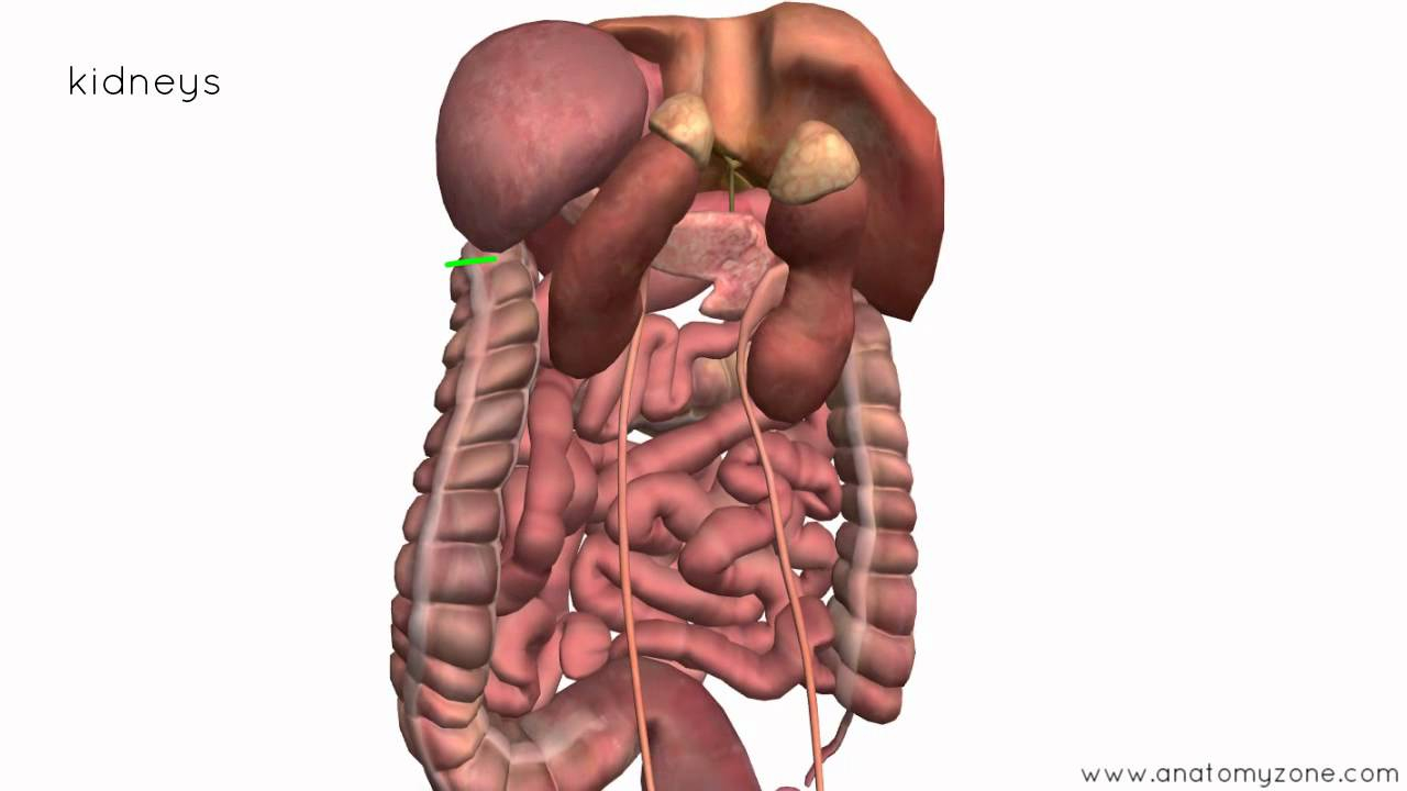 Diagram Of Abdominal Organs Peritoneal Cavity Part 4 Intraperitoneal And Retroperitoneal Organs Anatomy Tutorial