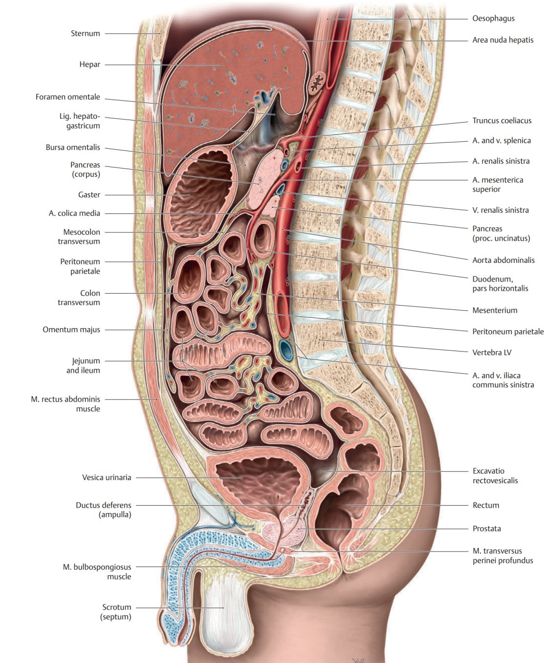 Diagram Of Abdominal Organs Peritoneum