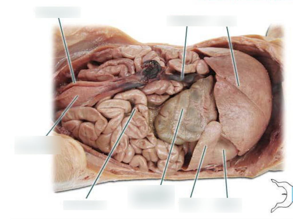 Diagram Of Abdominal Organs Superficial View Of Abdominal Organs Diagram Quizlet