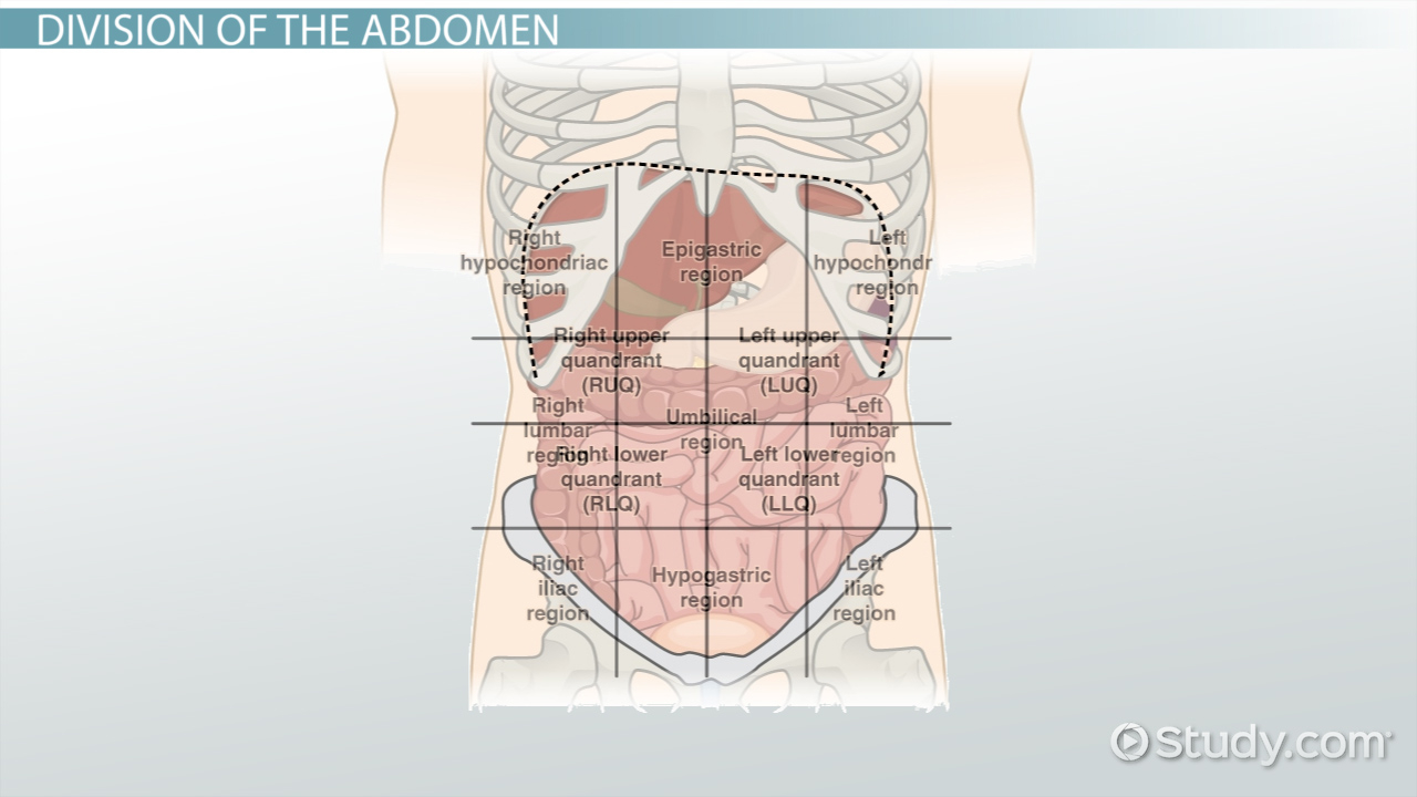 Diagram Of Abdominal Organs The 4 Abdominal Quadrants Regions Organs Video Lesson