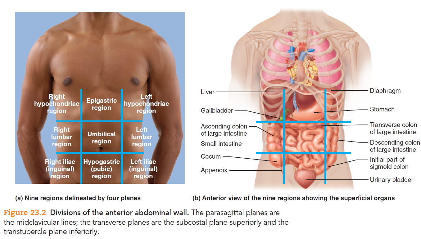 Diagram Of Abdominal Organs Top 10 Punto Medio Noticias Abdomen Organs Region