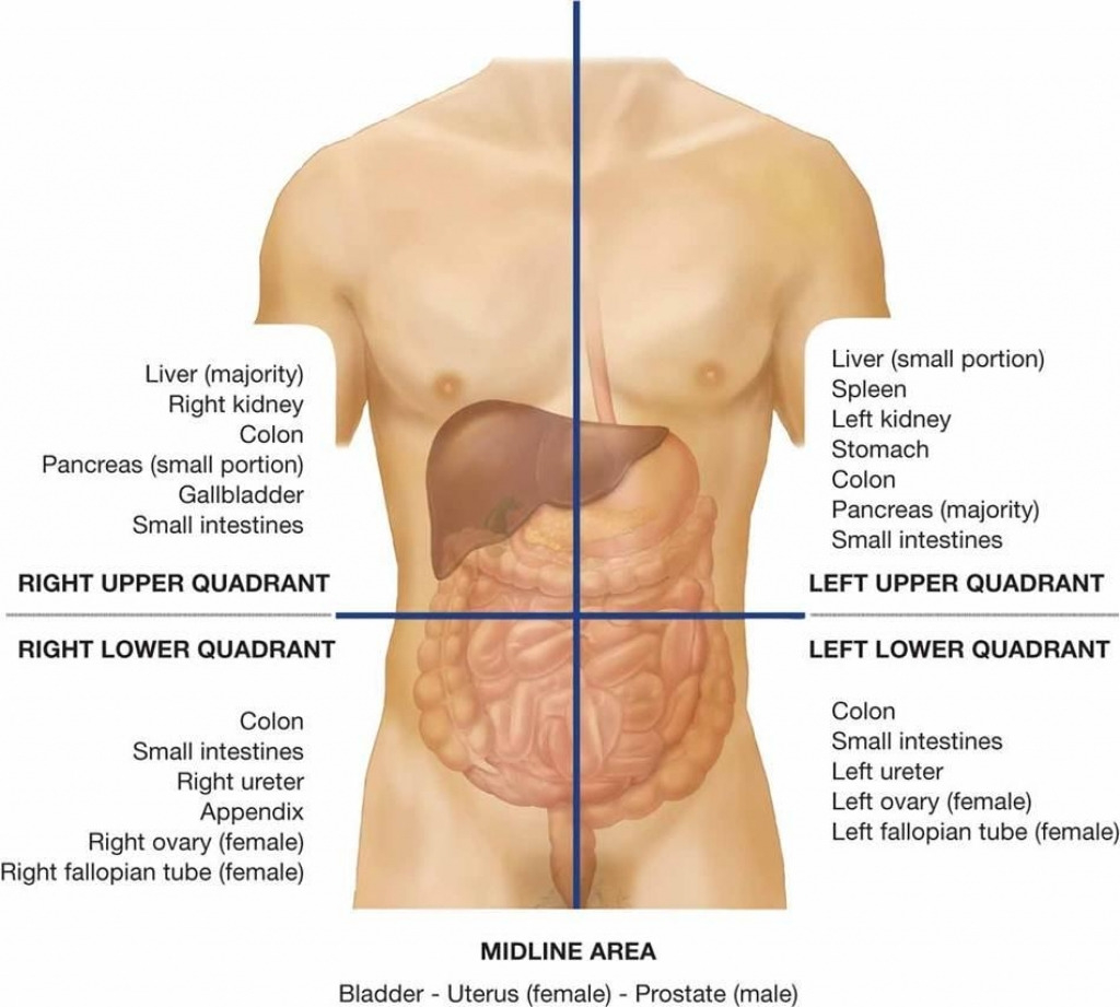 Diagram Of Abdominal Organs Where Is Your Abdomen Diagram Lovely Best 25 Quadrants Of The