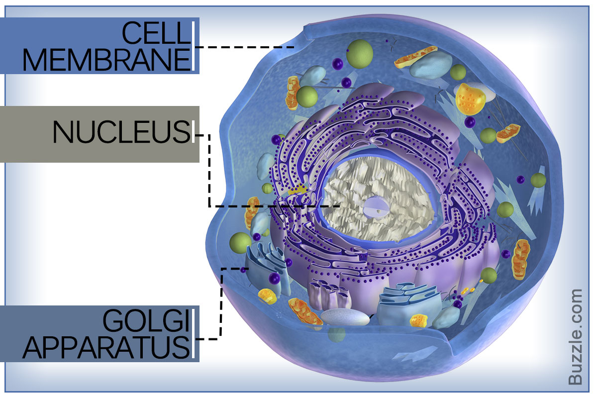 Diagram Of An Animal Cell A Labeled Diagram Of The Animal Cell And Its Organelles