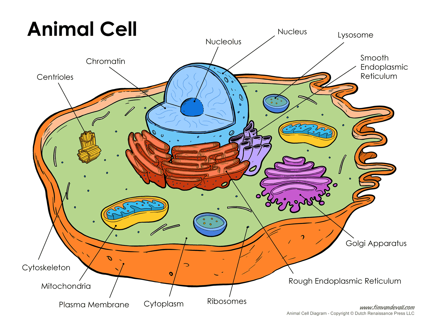 Diagram Of An Animal Cell Animal Cell Diagram Tims Printables