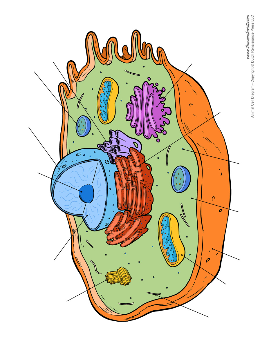 Diagram Of An Animal Cell Animal Cell Drawing Free Download Best Animal Cell Drawing On