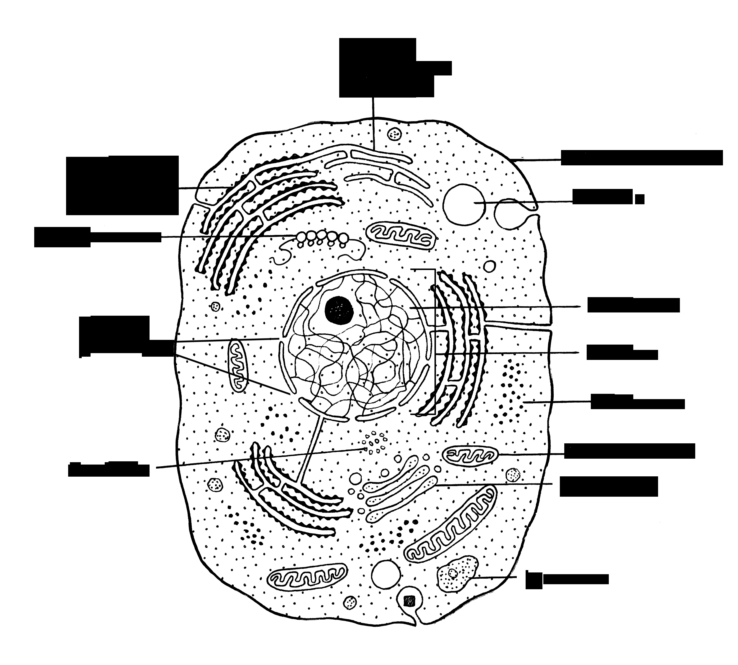 Diagram Of An Animal Cell Animal Cell Structure Diagram Wiring Diagram Article