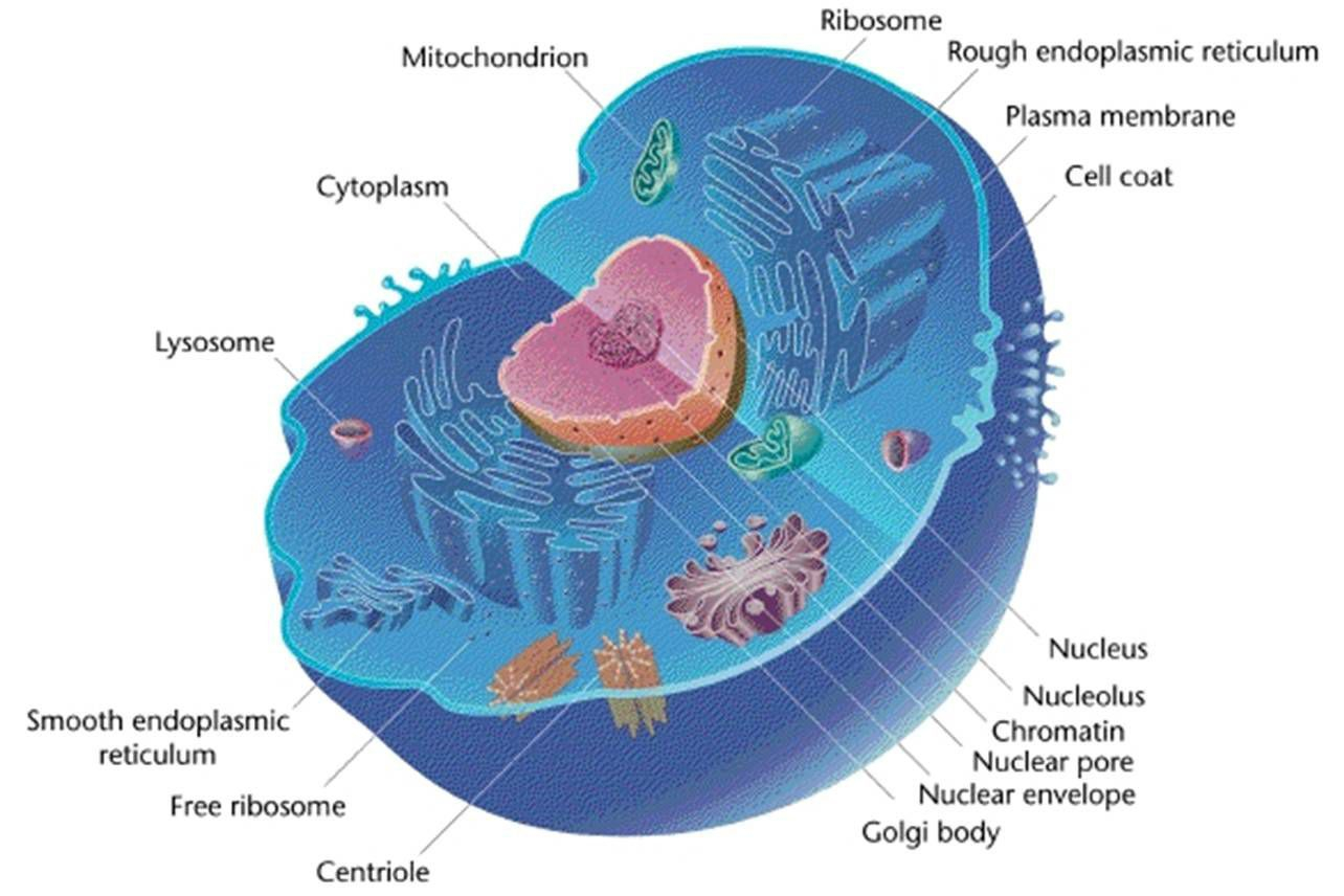 Diagram Of An Animal Cell Animal Cells And The Membrane Bound Nucleus