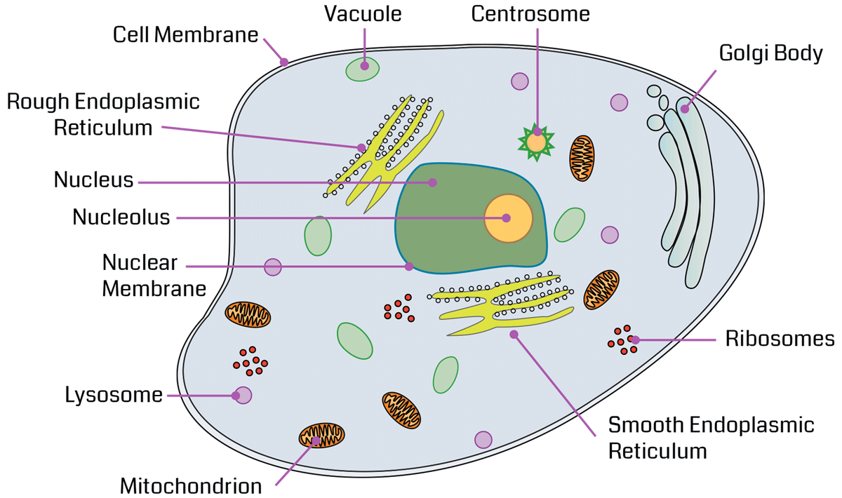 Diagram Of An Animal Cell Cell Command Pre Assessment Filament Games