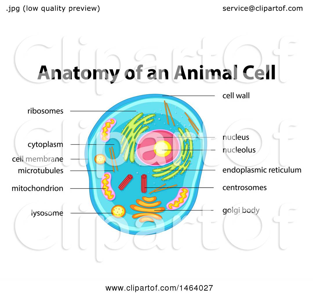 Diagram Of An Animal Cell Clipart Of A Diagram Of An Animal Cell Royalty Free Vector