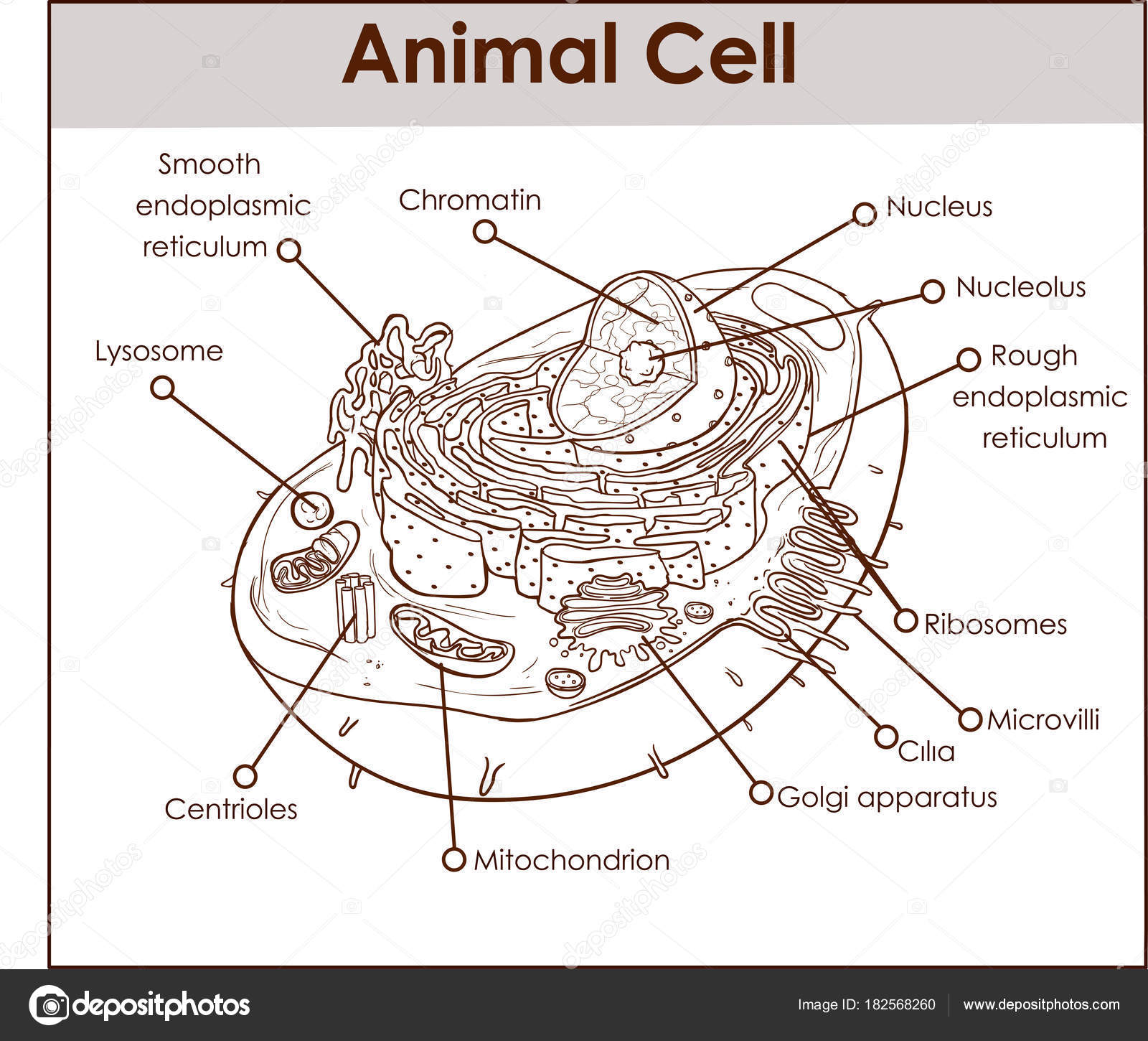 Diagram Of An Animal Cell Diagram Of Animal Cell Animal Cell Anatomy Diagram Structure With