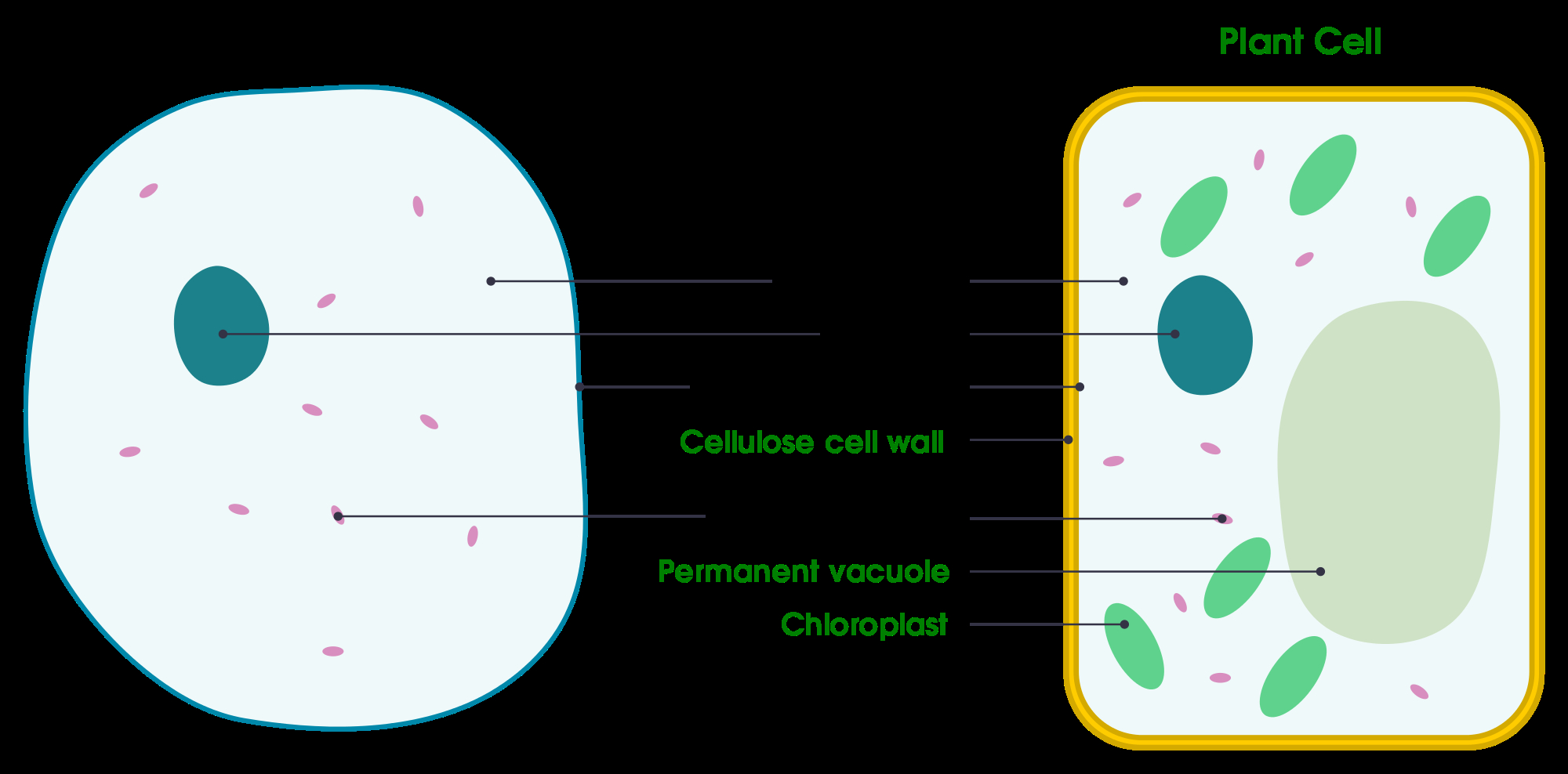 Diagram Of An Animal Cell Filesimple Diagram Of Animal Cell Ensvg Wikimedia Commons