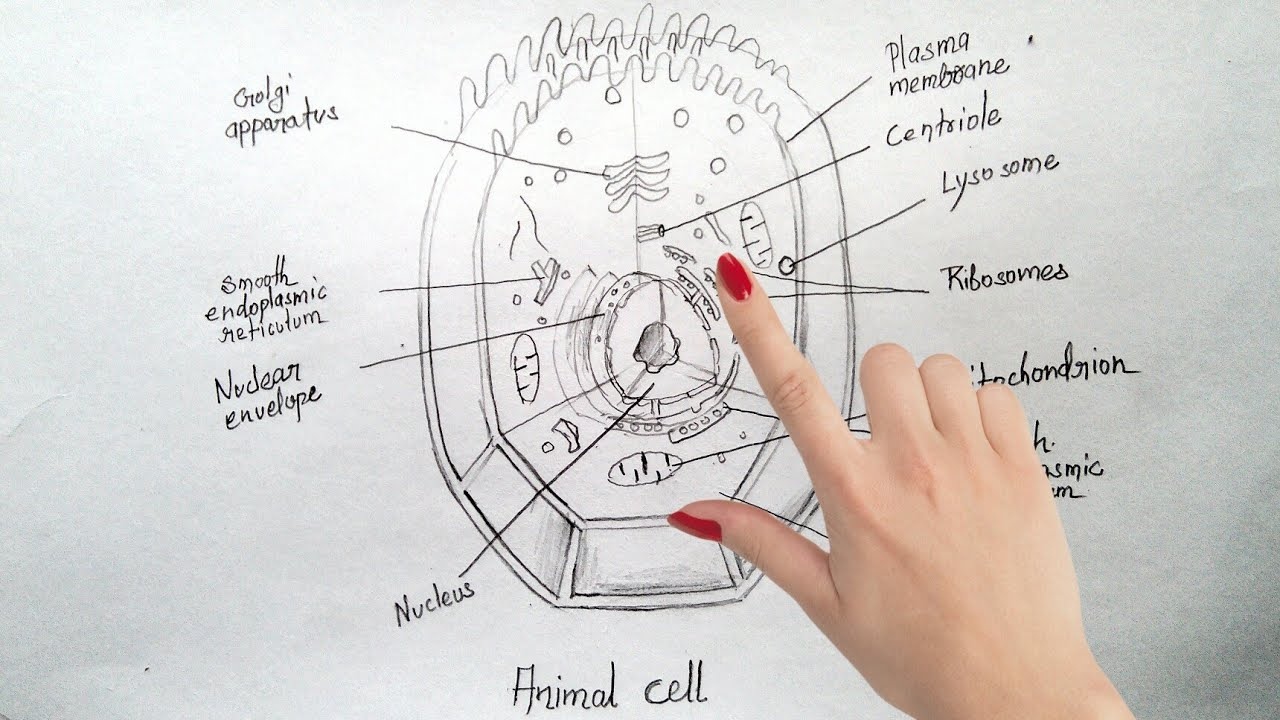 Diagram Of An Animal Cell How To Draw Animal Cell Step Step Tutorial For Beginners
