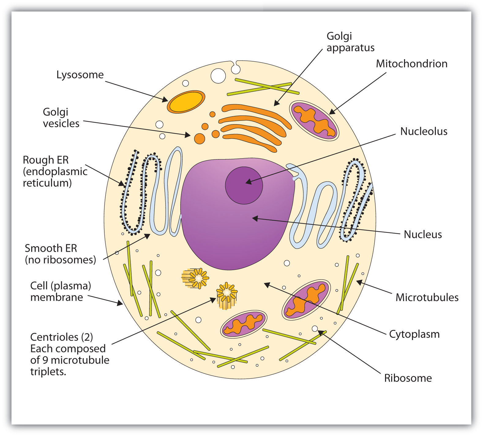 Diagram Of An Animal Cell Membranes And Membrane Lipids