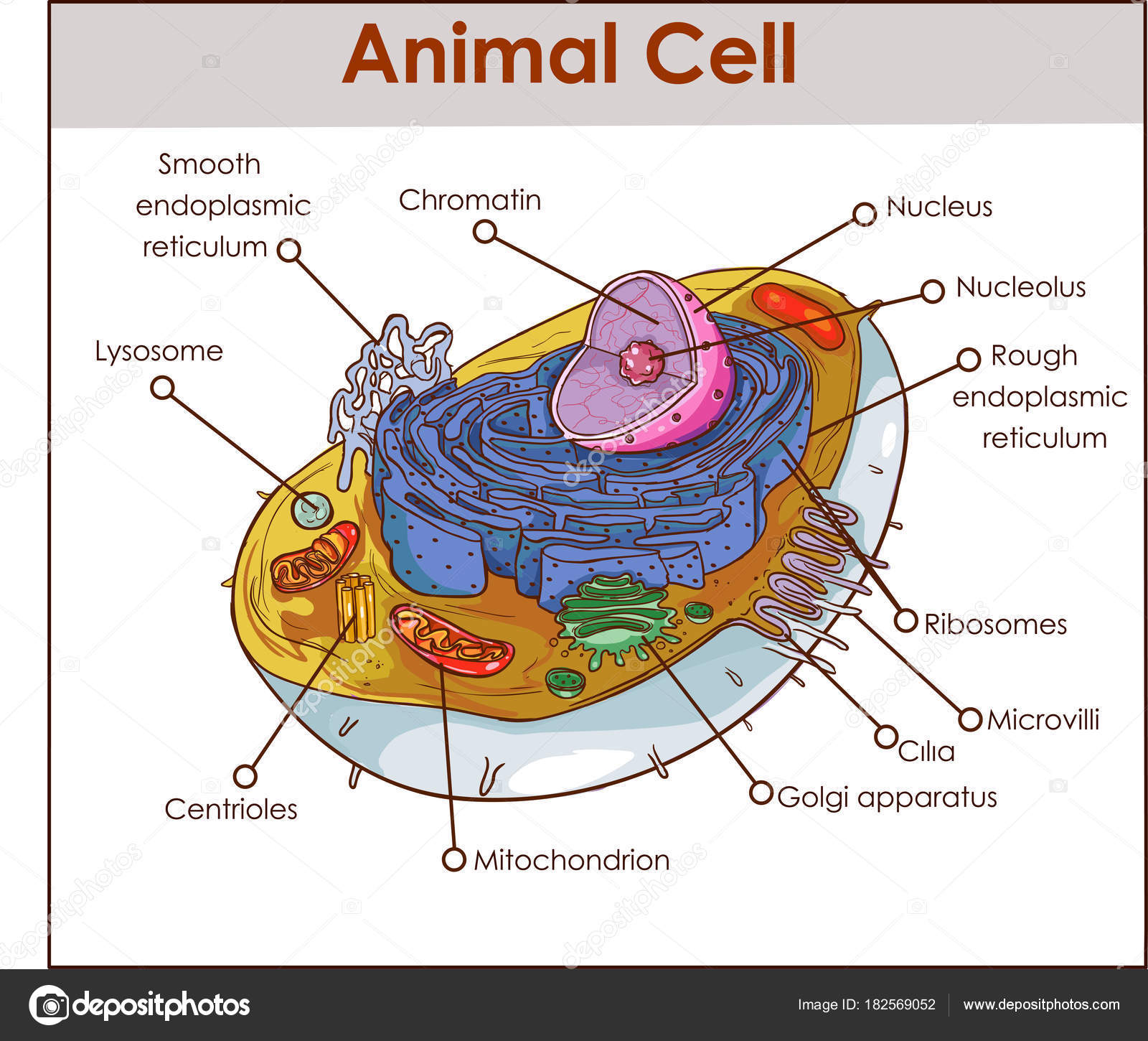 Diagram Of An Animal Cell Picture Diagram Of A Animal Cell Animal Cell Anatomy Diagram