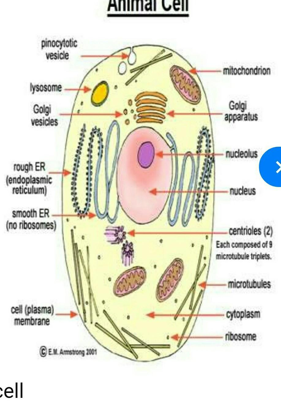 Diagram Of An Animal Cell Write The Diagram Of Animal Cell And Plant Cell And Lebel Its