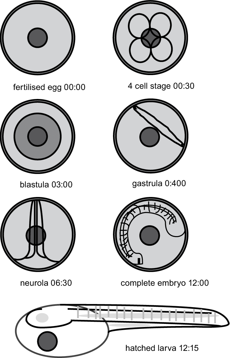 Diagram Of An Egg 5 Stylised Diagram Of Barramundi Egg Development Stages At 30c